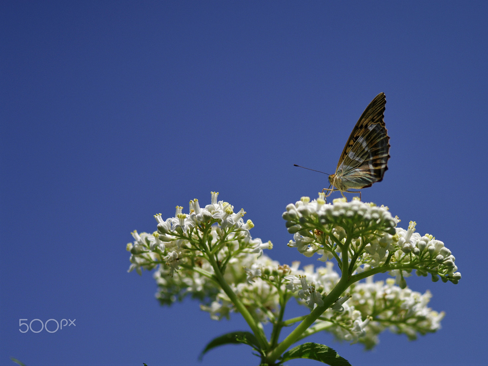 Pentax 645D + smc PENTAX-FA 645 Macro 120mm F4 sample photo. Butterfly photography