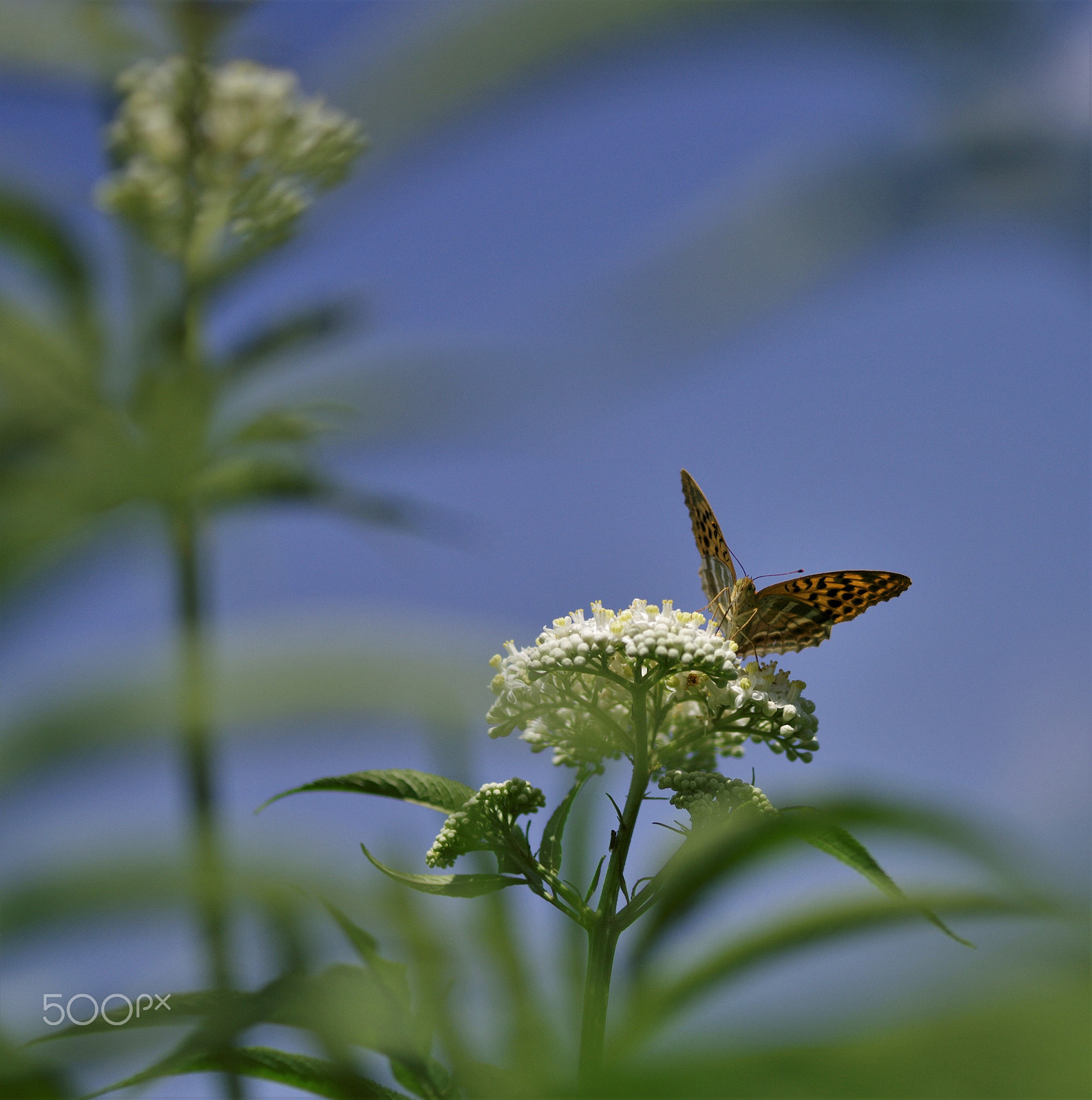 Pentax 645D + smc PENTAX-FA 645 Macro 120mm F4 sample photo. Butterfly photography