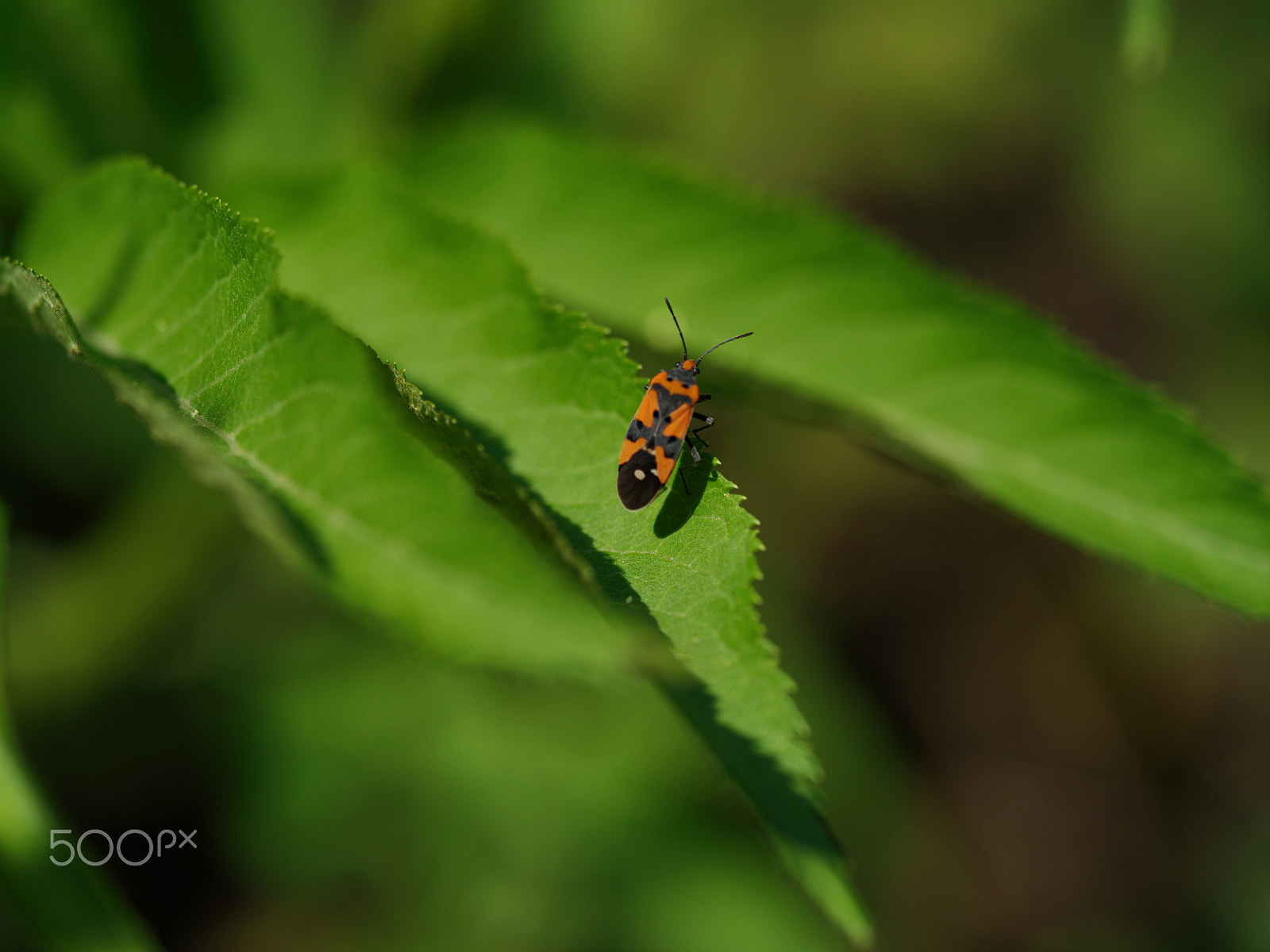 Pentax 645D sample photo. Colorfull bug photography
