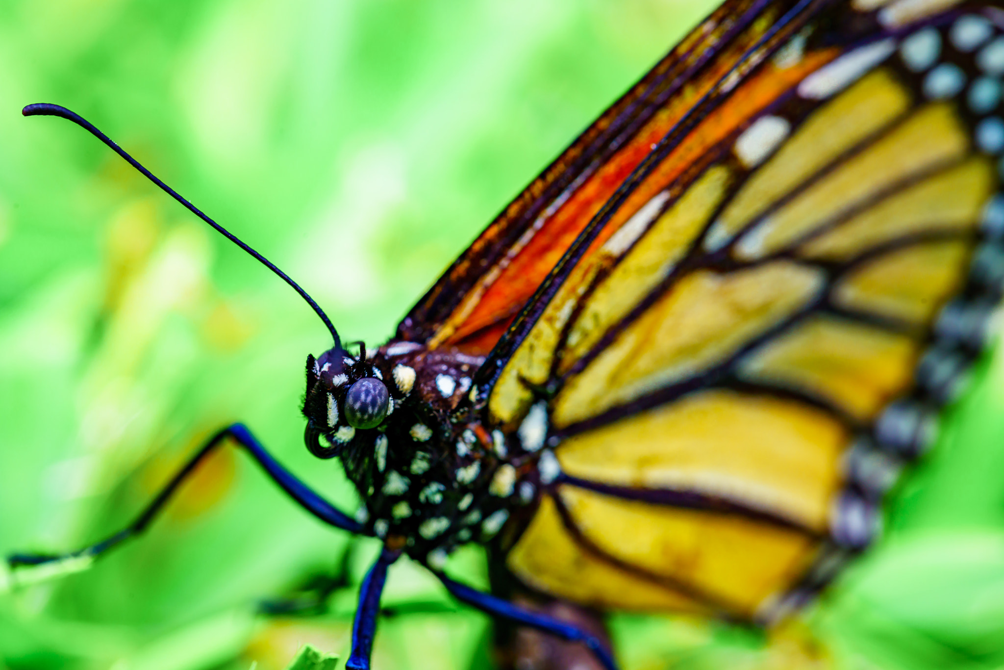 Sony a7R II + Canon EF 100mm F2.8L Macro IS USM sample photo. Monarch butterfly photography