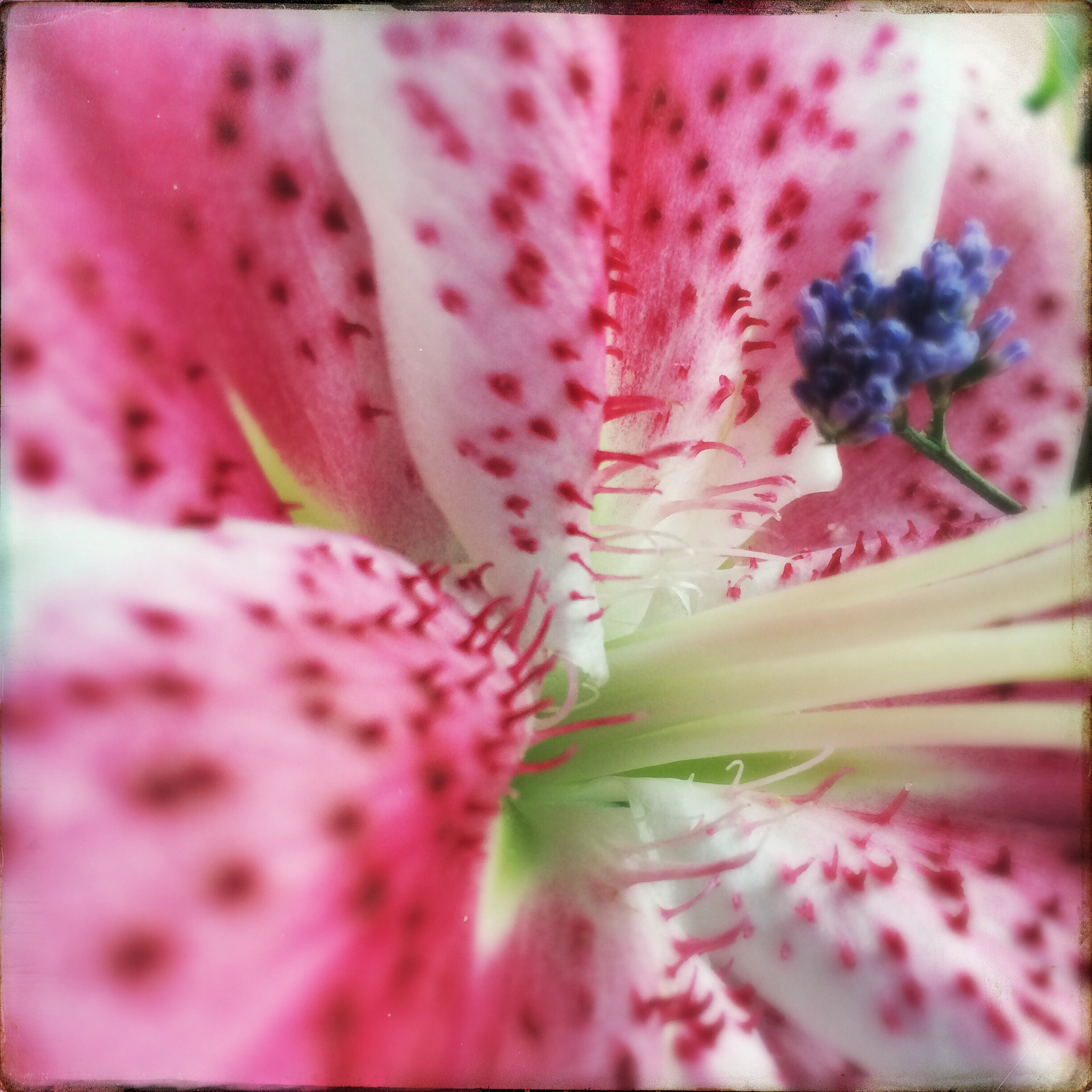 Hipstamatic 301 sample photo