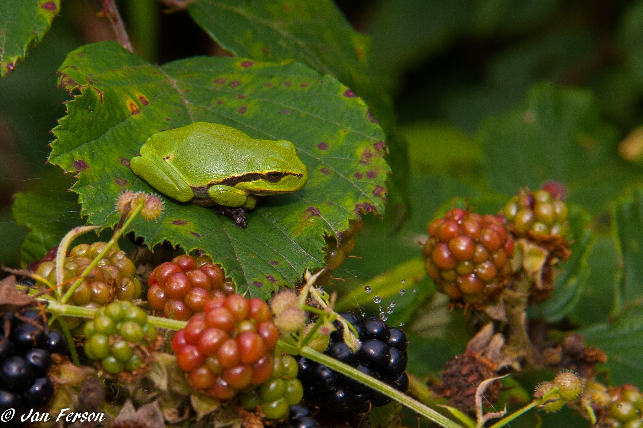 Canon EOS 400D (EOS Digital Rebel XTi / EOS Kiss Digital X) sample photo. Green tree frog photography