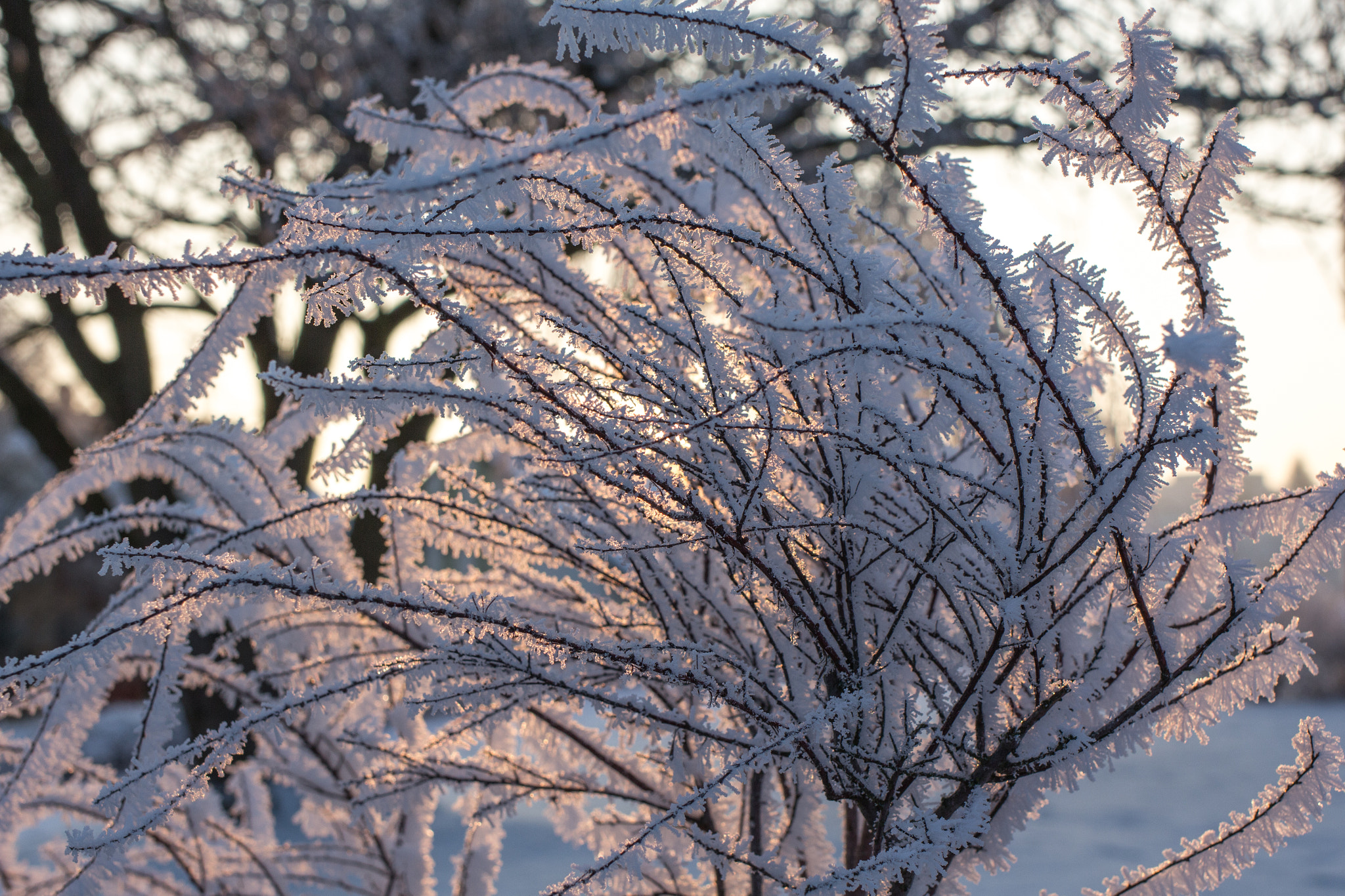 Canon EF 35mm F2 IS USM sample photo. Frosty winter wonderland 7 photography