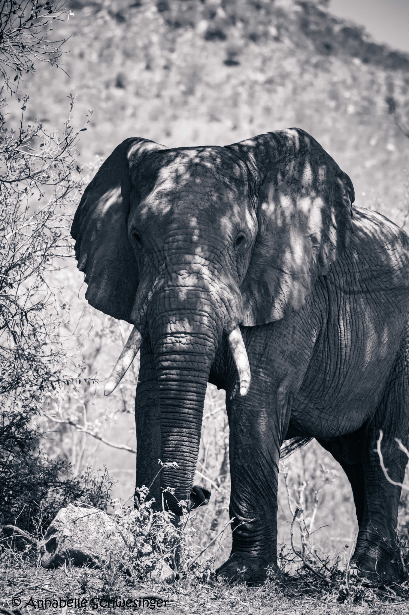 Sigma 150-500mm F5-6.3 DG OS HSM sample photo. Elefant photography