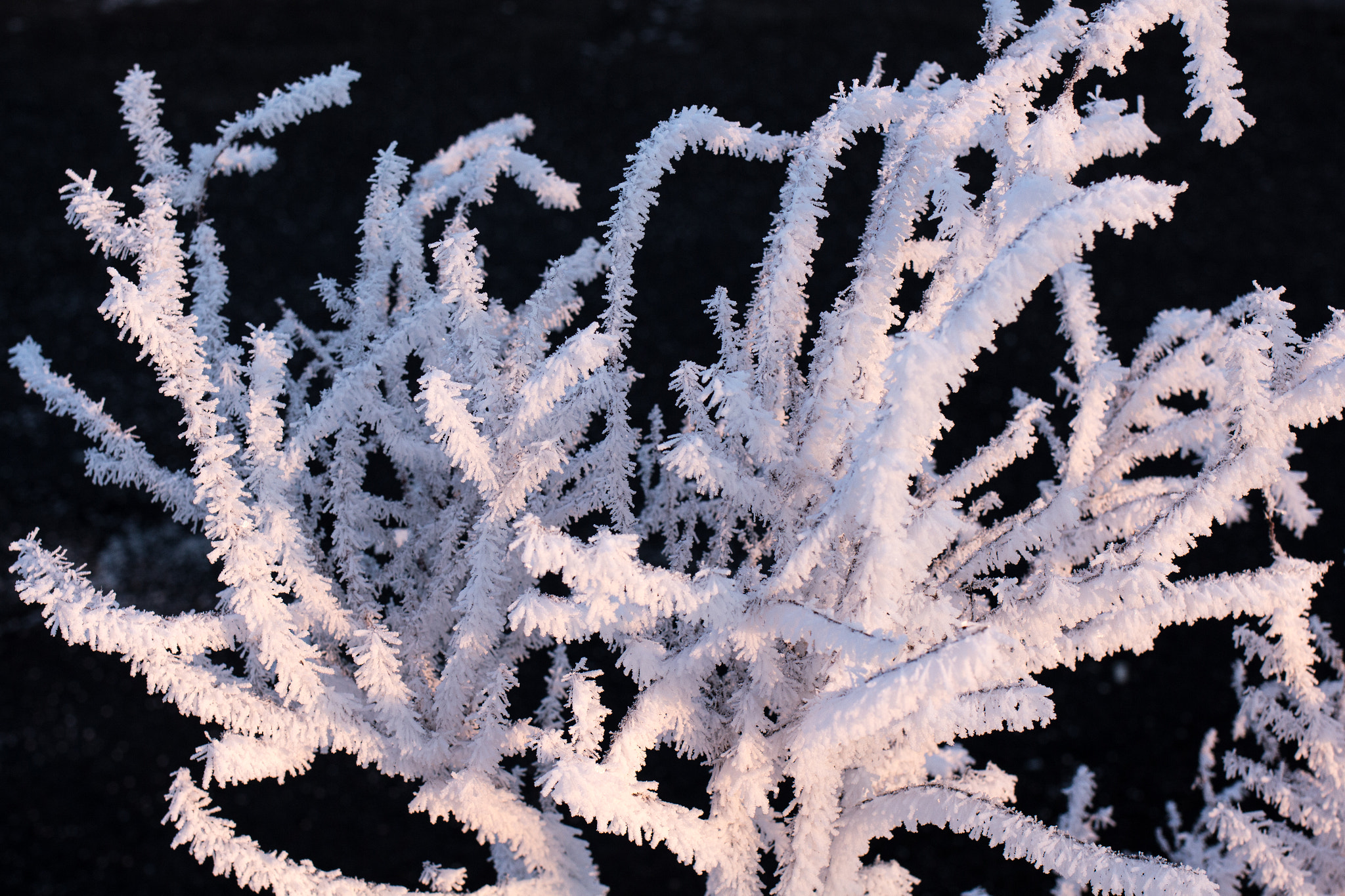 Canon EF 35mm F2 IS USM sample photo. Frosty winter wonderland 8 photography