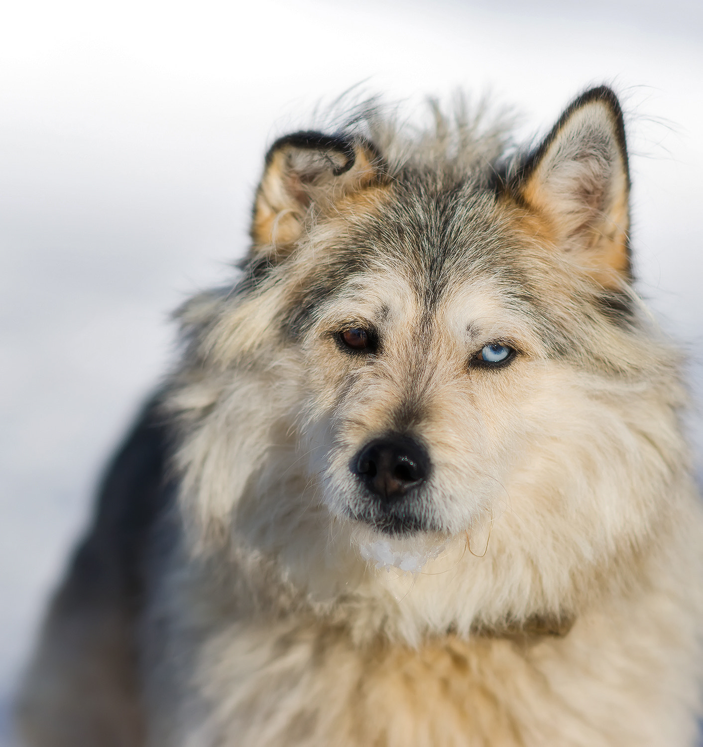 Sony Sonnar T* 135mm F1.8 ZA sample photo. Portrait of a yard dog. photography