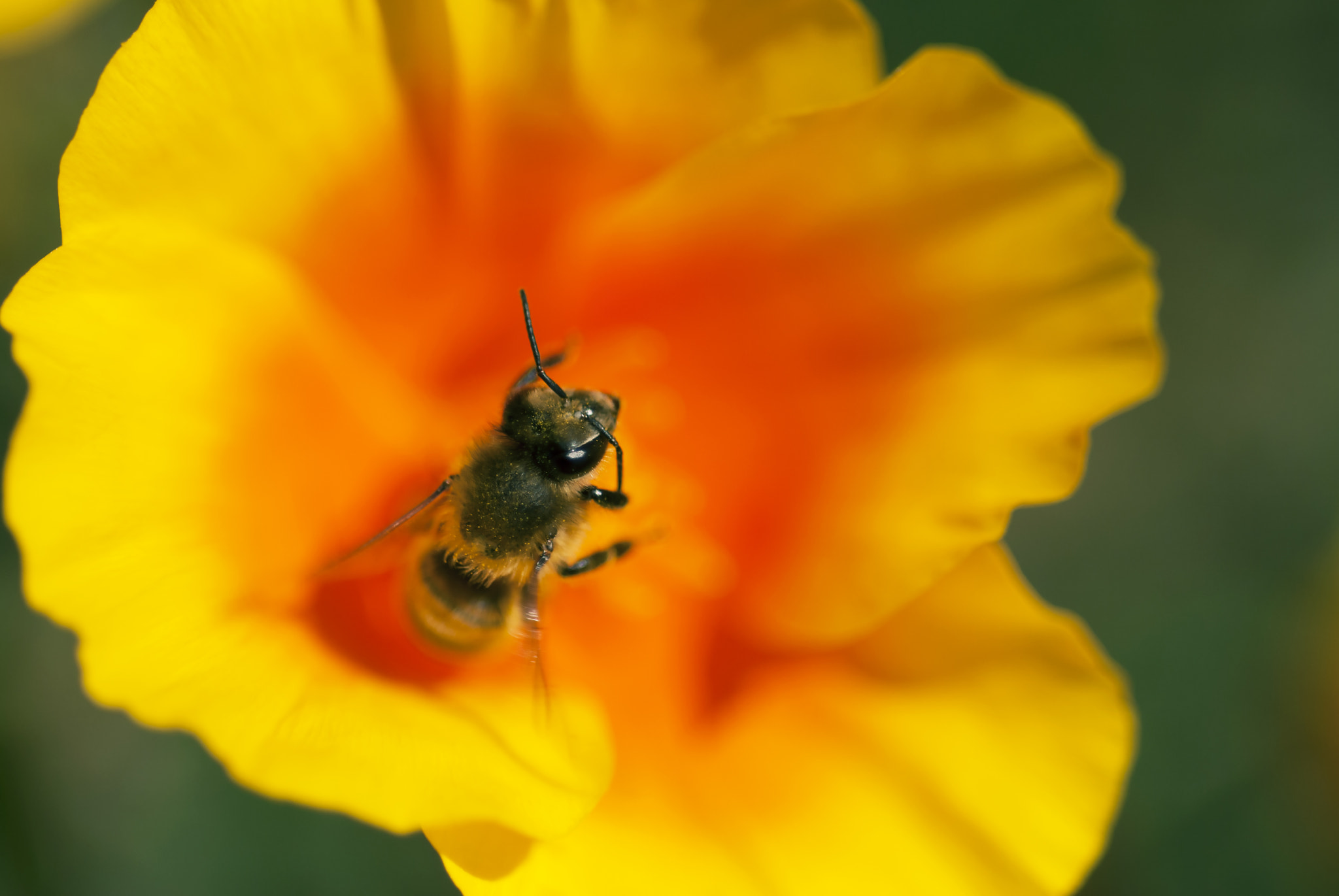 Nikon D3000 + AF Micro-Nikkor 60mm f/2.8 sample photo. Bee in flower photography