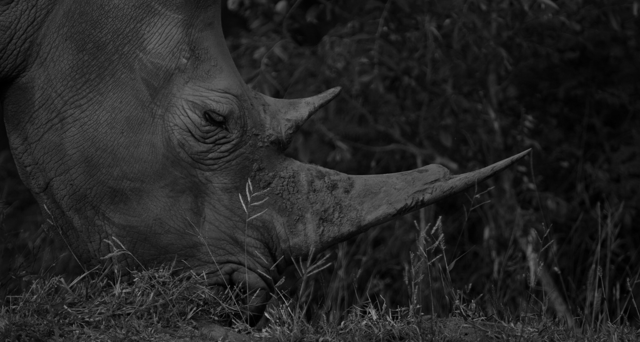 Nikon D60 sample photo. Rhino - in black and white photography