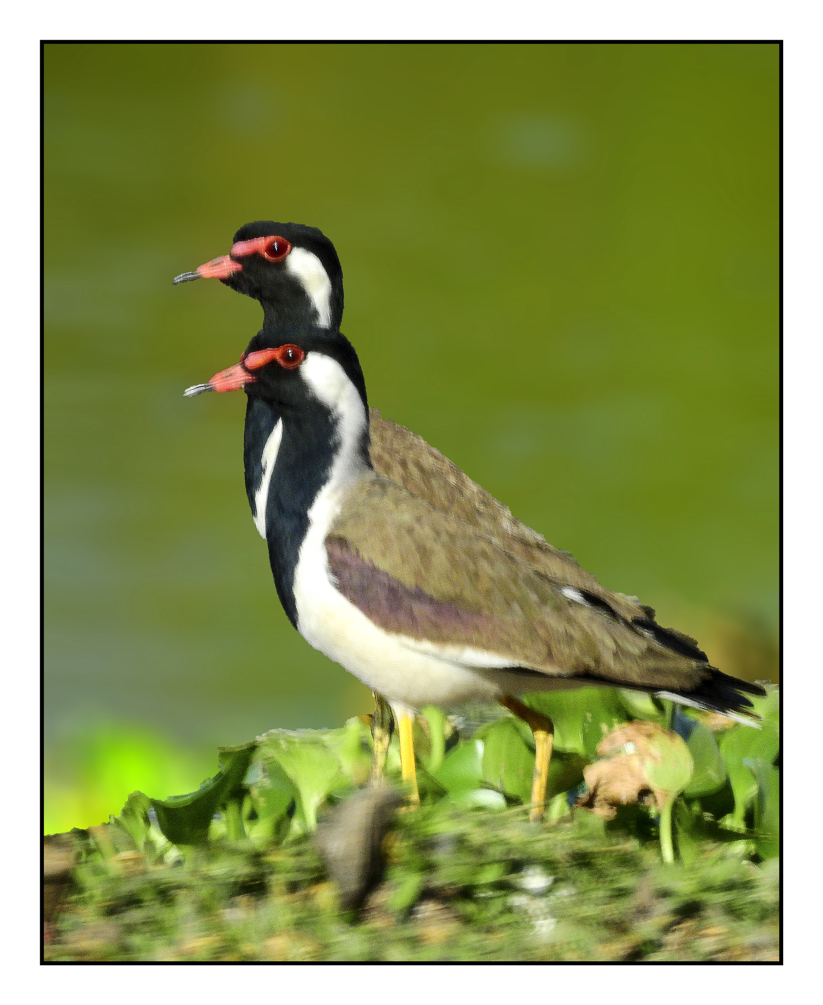 Red wattled Lapwing