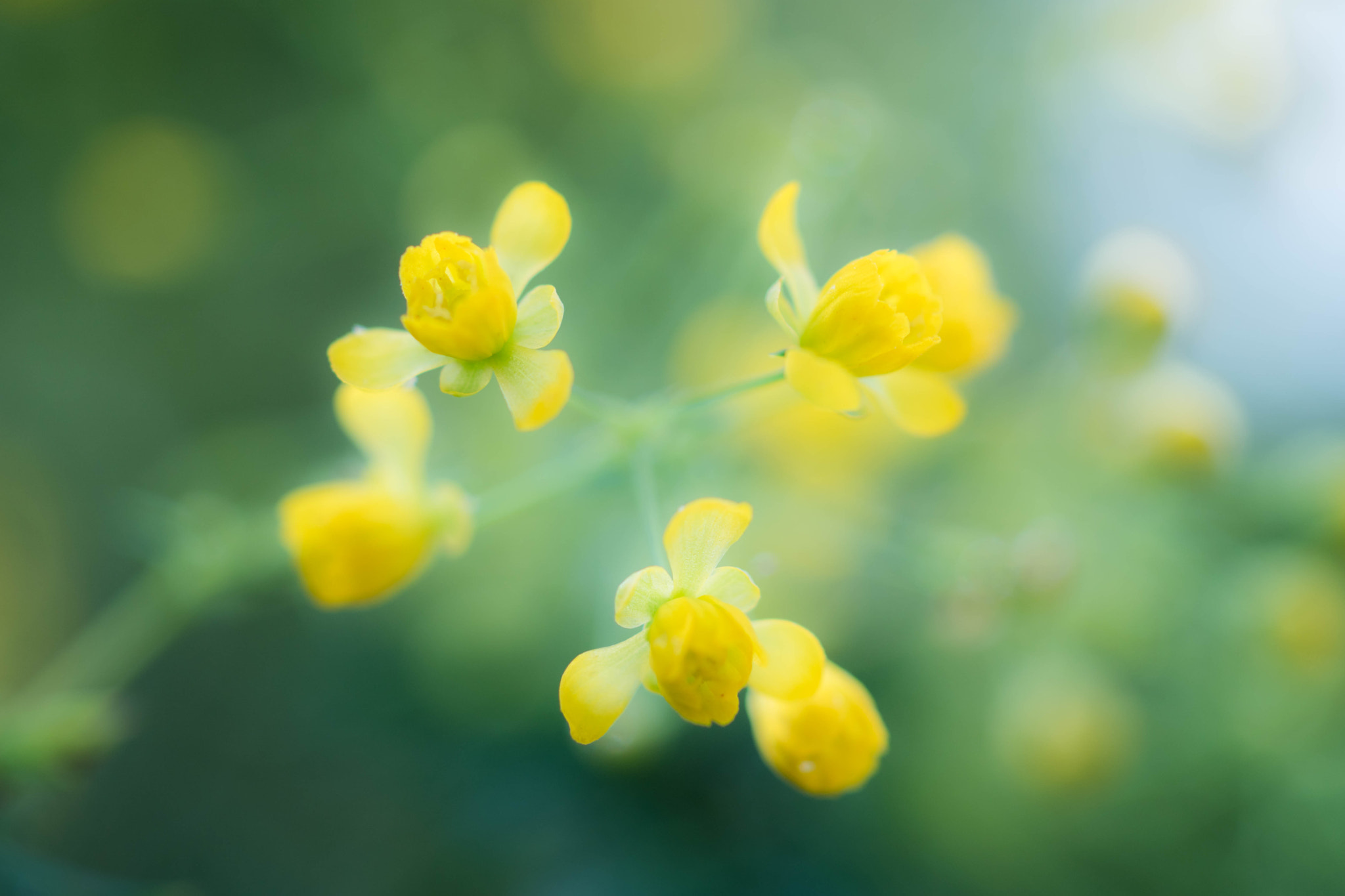 Sony ILCA-77M2 + Sony 50mm F2.8 Macro sample photo. Dreaming of flowers photography