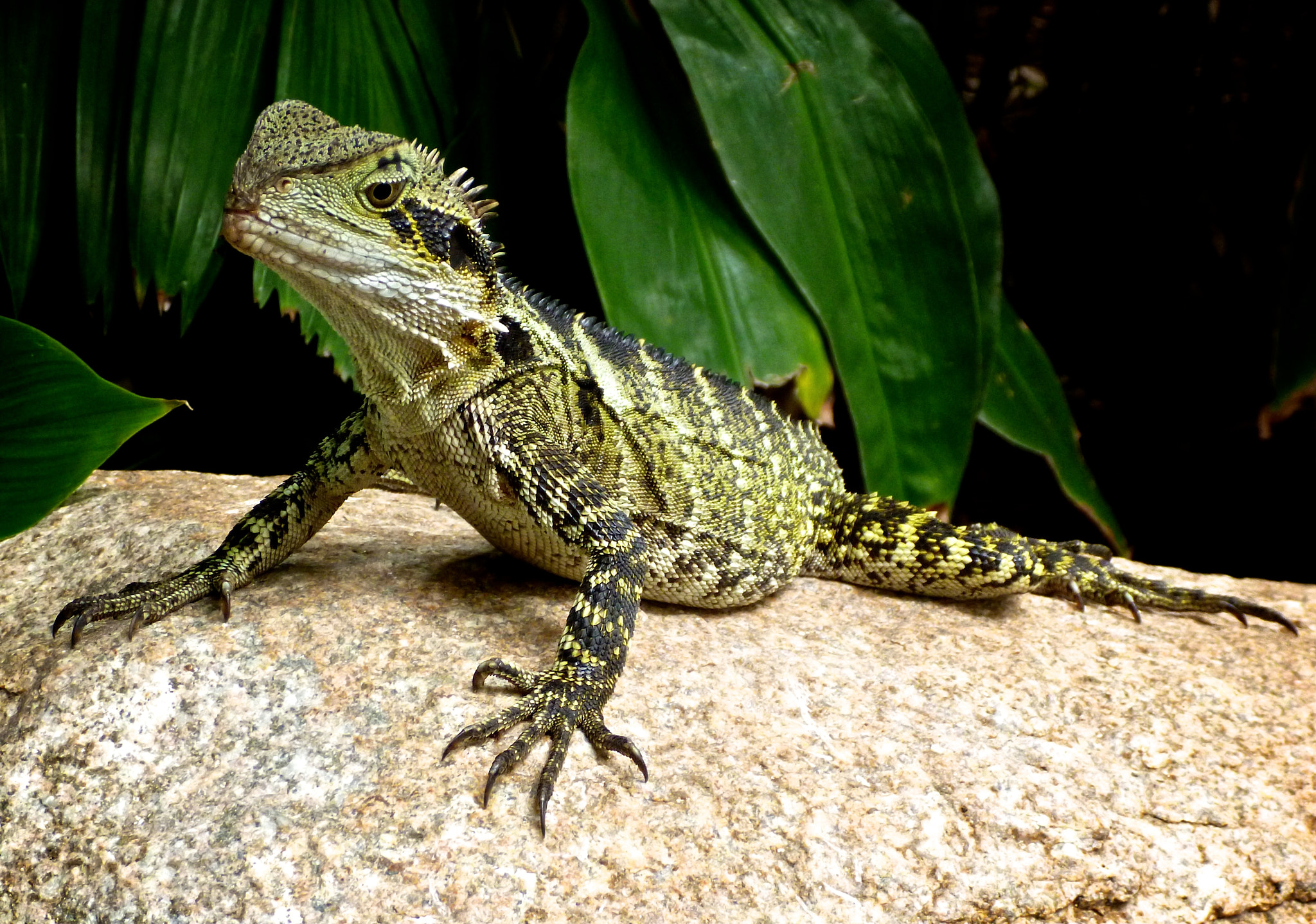 Panasonic DMC-FT3 sample photo. Eastern water dragon photography