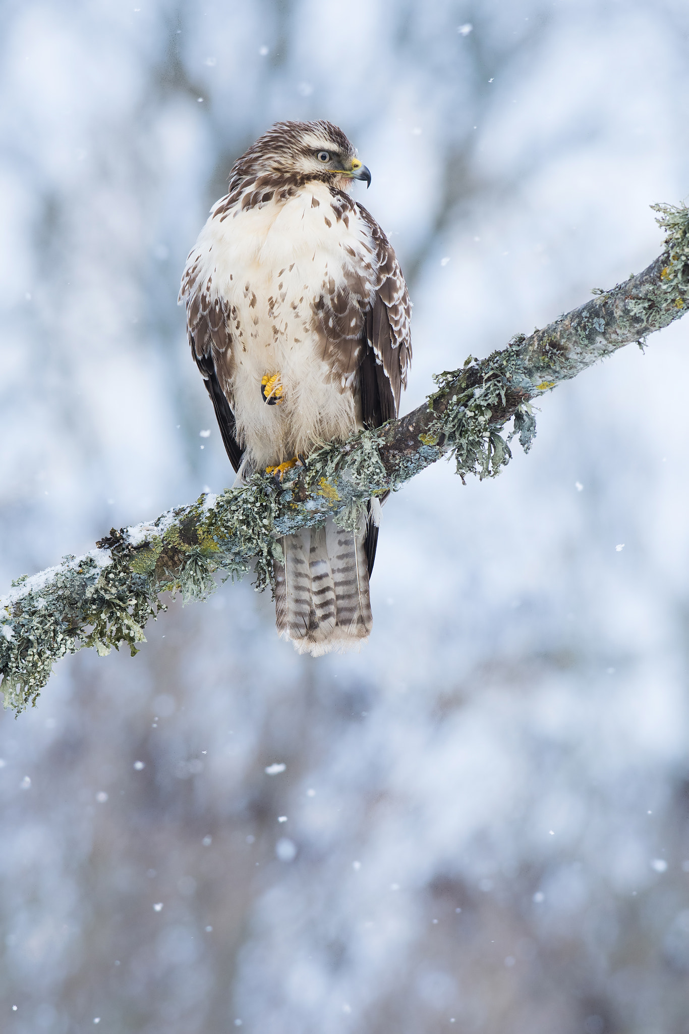 Nikon AF-S Nikkor 300mm F2.8G ED-IF VR sample photo. Buzzard photography