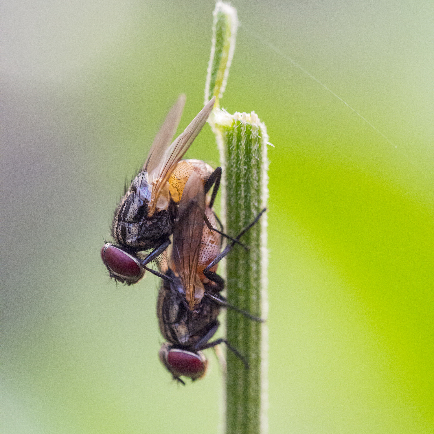 Panasonic Leica DG Macro-Elmarit 45mm F2.8 ASPH OIS sample photo. Inseminate photography