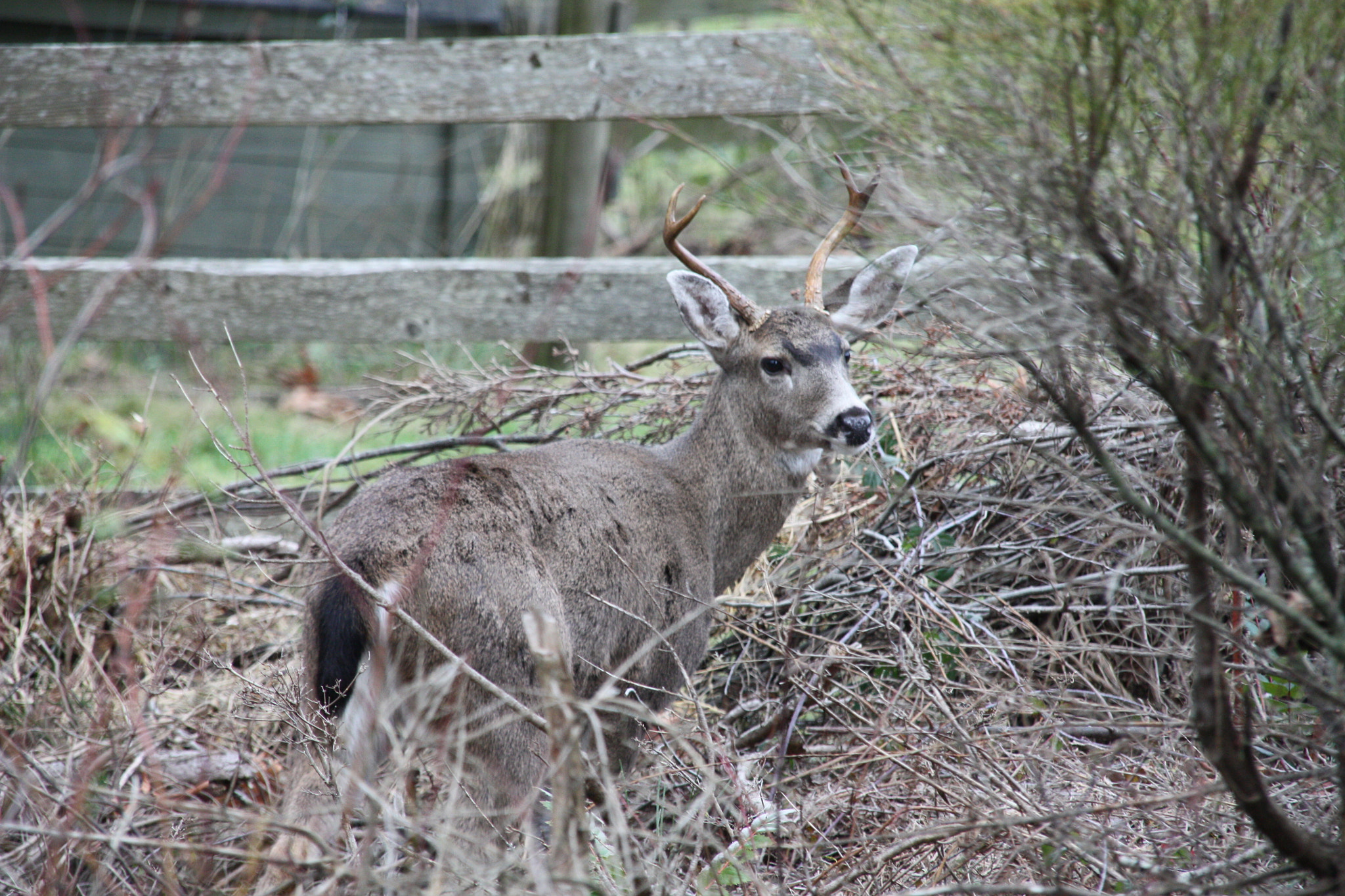 Sigma 18-200mm f/3.5-6.3 DC OS sample photo. A buck in a bush photography