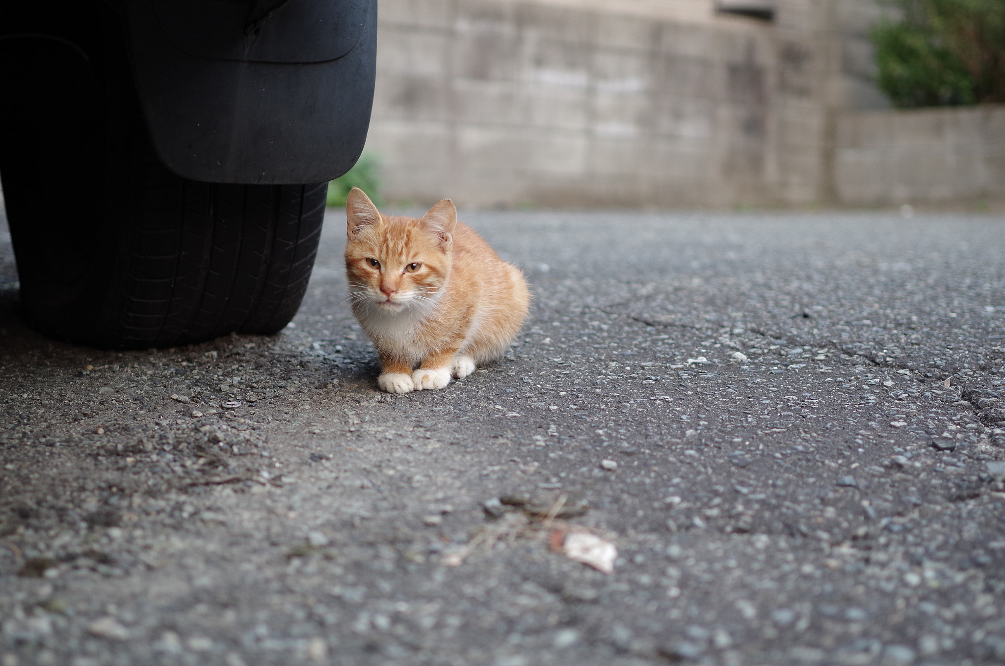 Pentax K-01 + Pentax smc DA 35mm F2.4 AL sample photo. A cat under a car photography