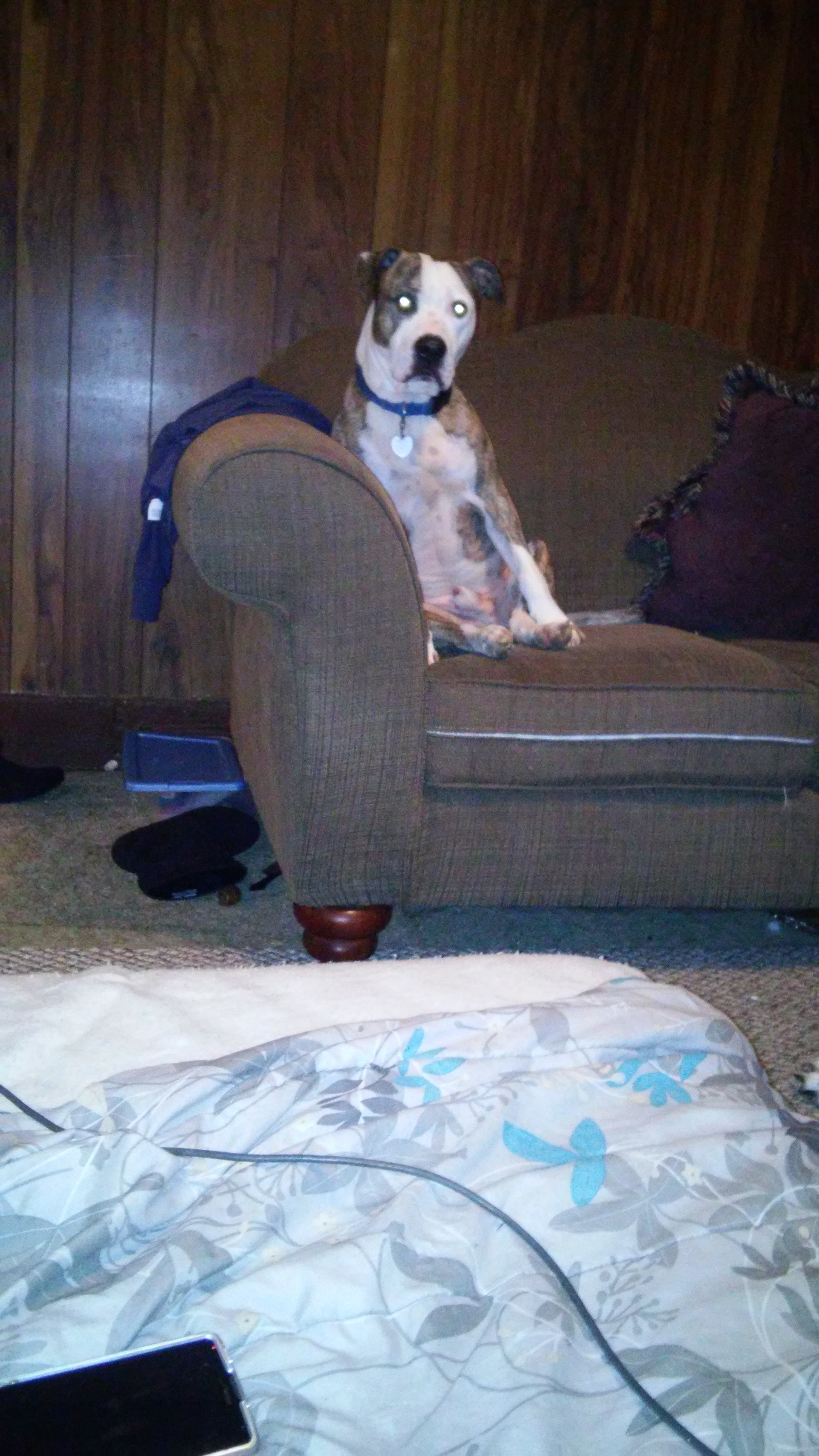 LG G Vista sample photo. Dog gone chilling photography