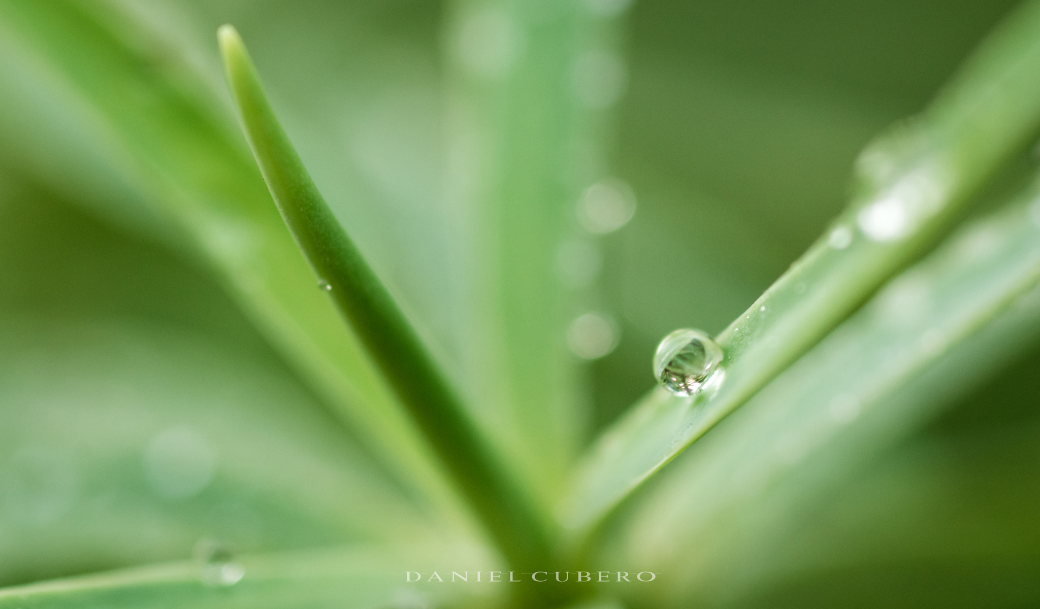 Tamron SP AF 90mm F2.8 Di Macro sample photo. Macro photography