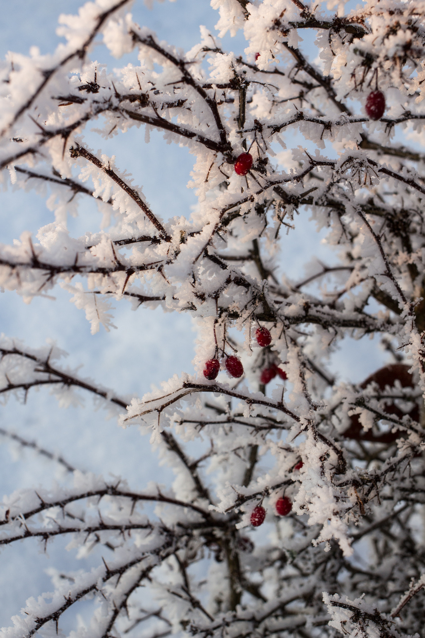 Canon EF 35mm F2 IS USM sample photo. Frosty winter wonderland 13 photography