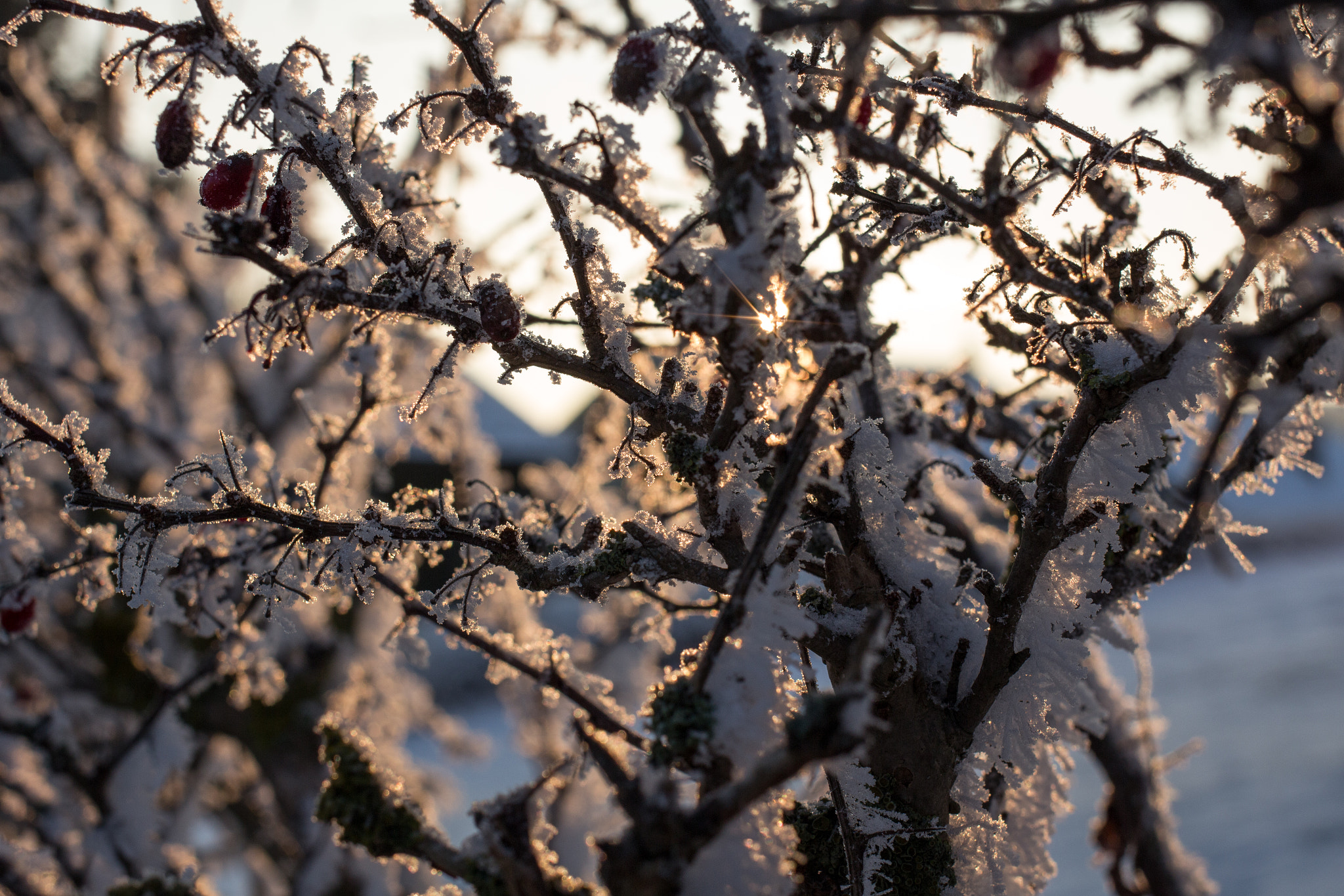 Canon EF 35mm F2 IS USM sample photo. Frosty winter wonderland 14 photography