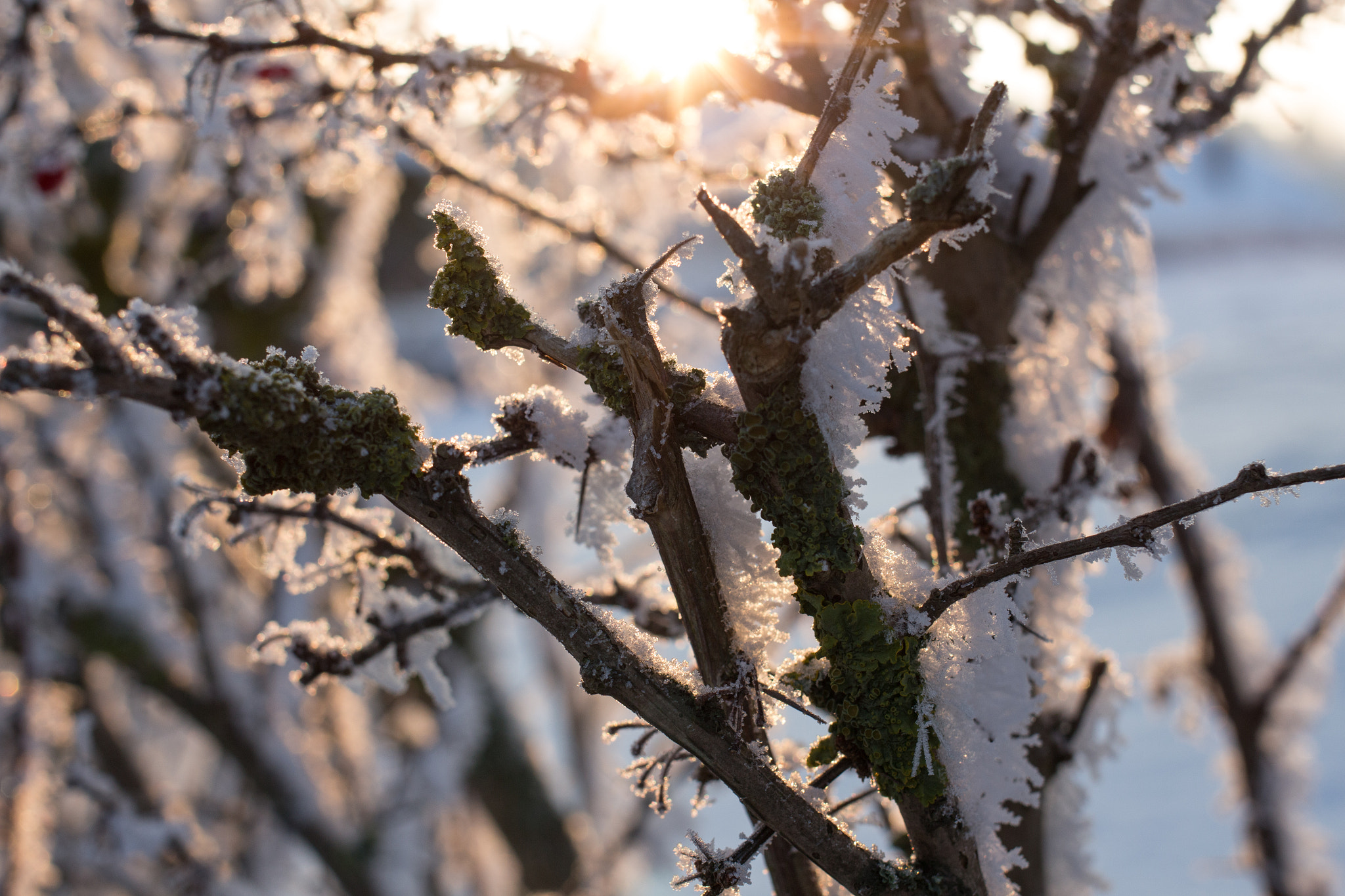 Canon EF 35mm F2 IS USM sample photo. Frosty winter wonderland 15 photography