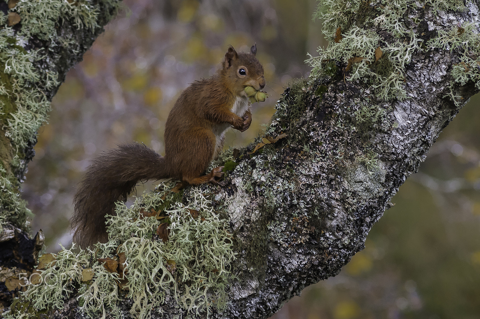 Sony Alpha DSLR-A330 + Sigma 70-300mm F4-5.6 DL Macro sample photo. Lunch time photography