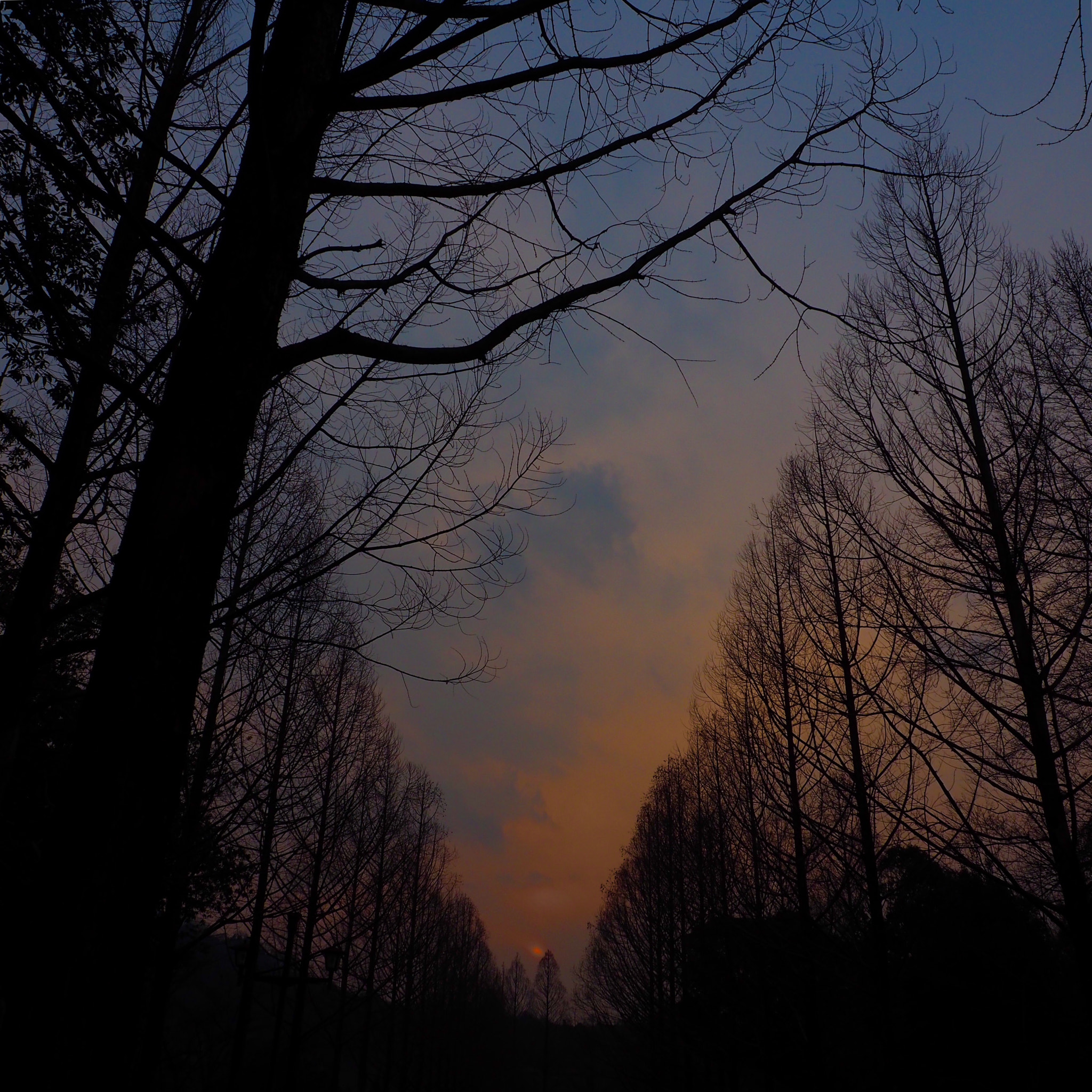 OLYMPUS M.12-50mm F3.5-6.3 sample photo. 並木 line of trees photography