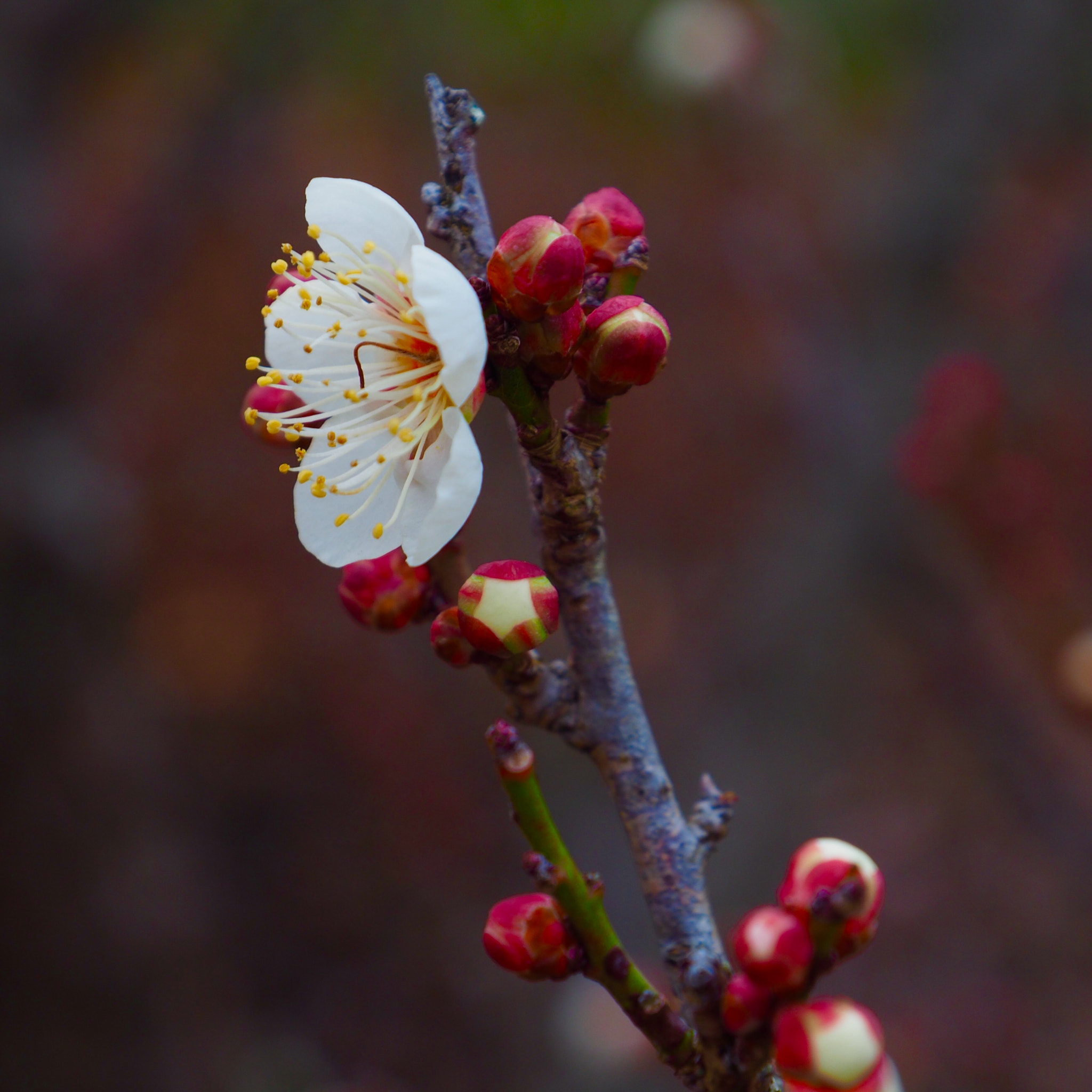 OLYMPUS M.12-50mm F3.5-6.3 sample photo. 梅 plum blossom photography