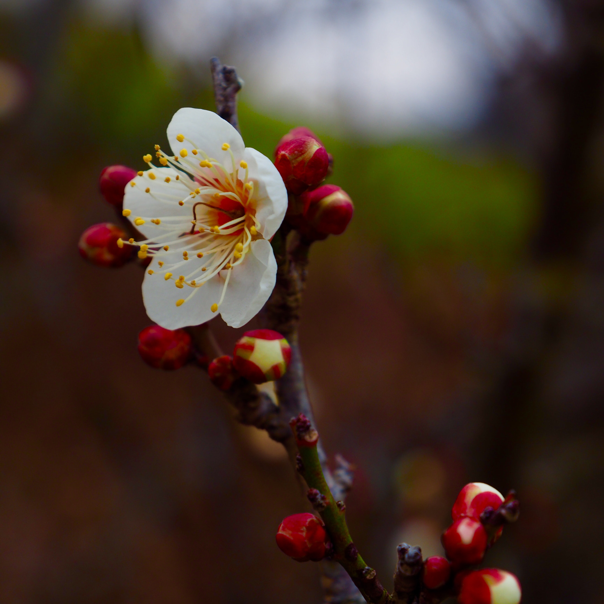 OLYMPUS M.12-50mm F3.5-6.3 sample photo. 梅 plum blossom photography
