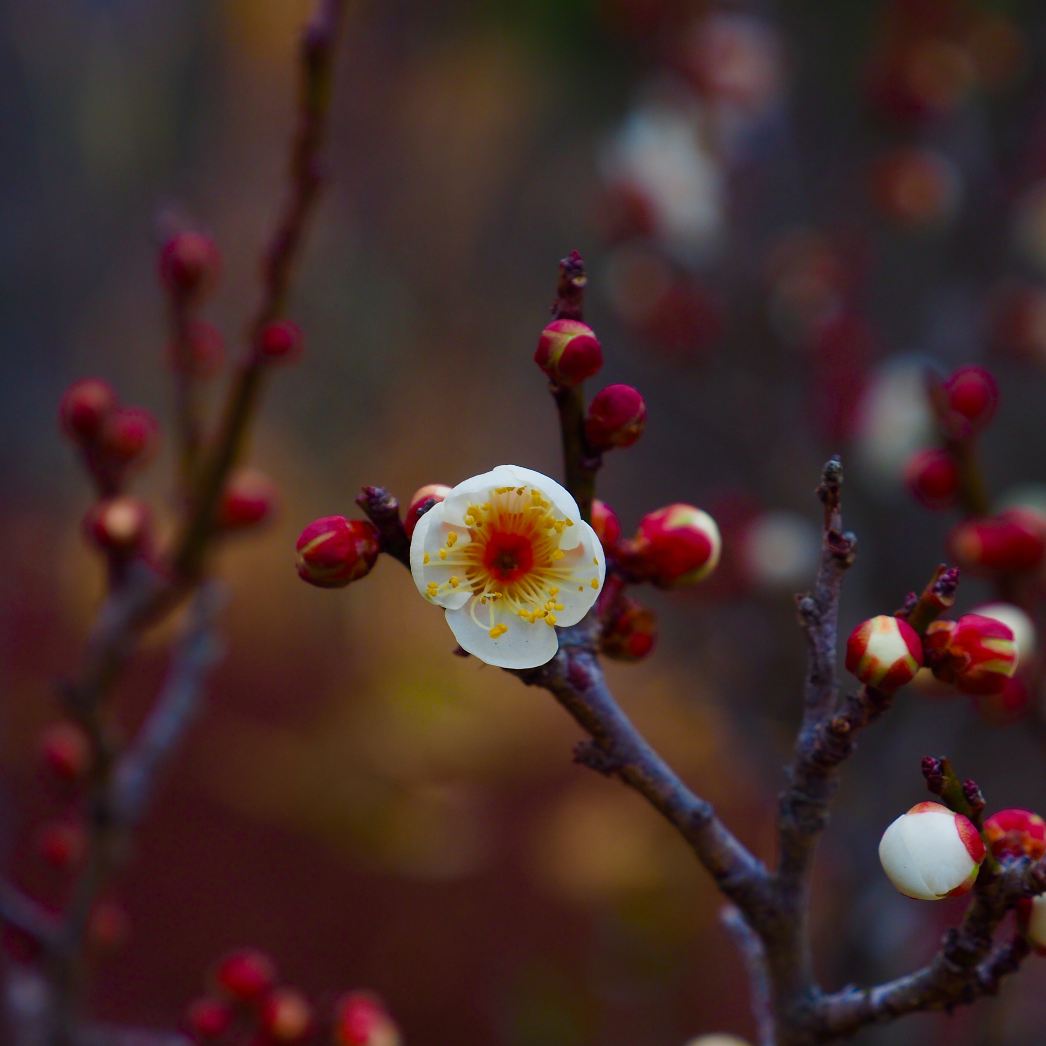 OLYMPUS M.12-50mm F3.5-6.3 sample photo. 梅 plum blossom photography
