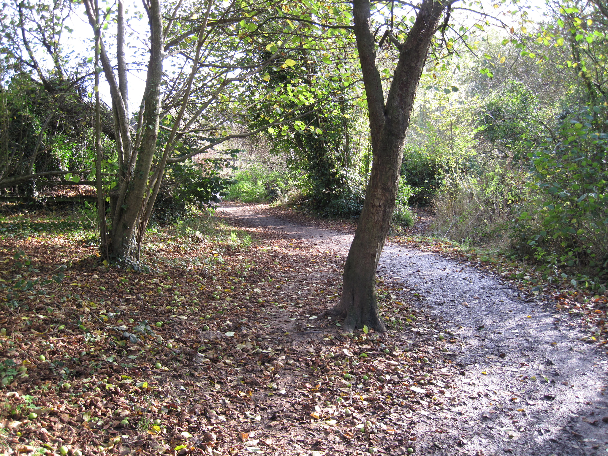 Canon PowerShot SD990 IS (Digital IXUS 980 IS / IXY Digital 3000 IS) sample photo. Path through a wood study photography