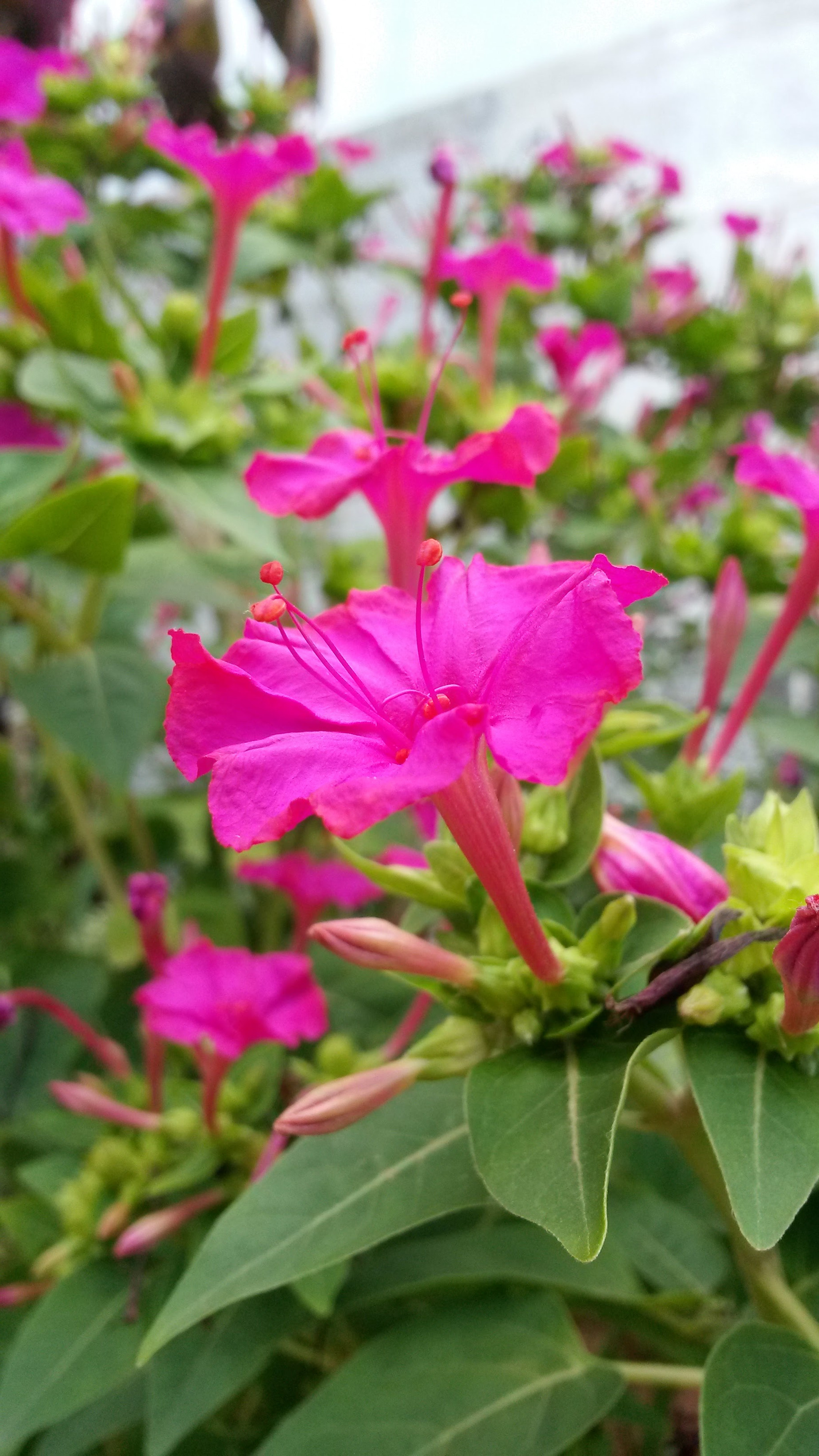 Samsung Galaxy Mega 6.3 sample photo. 4'o clock flowers  photography