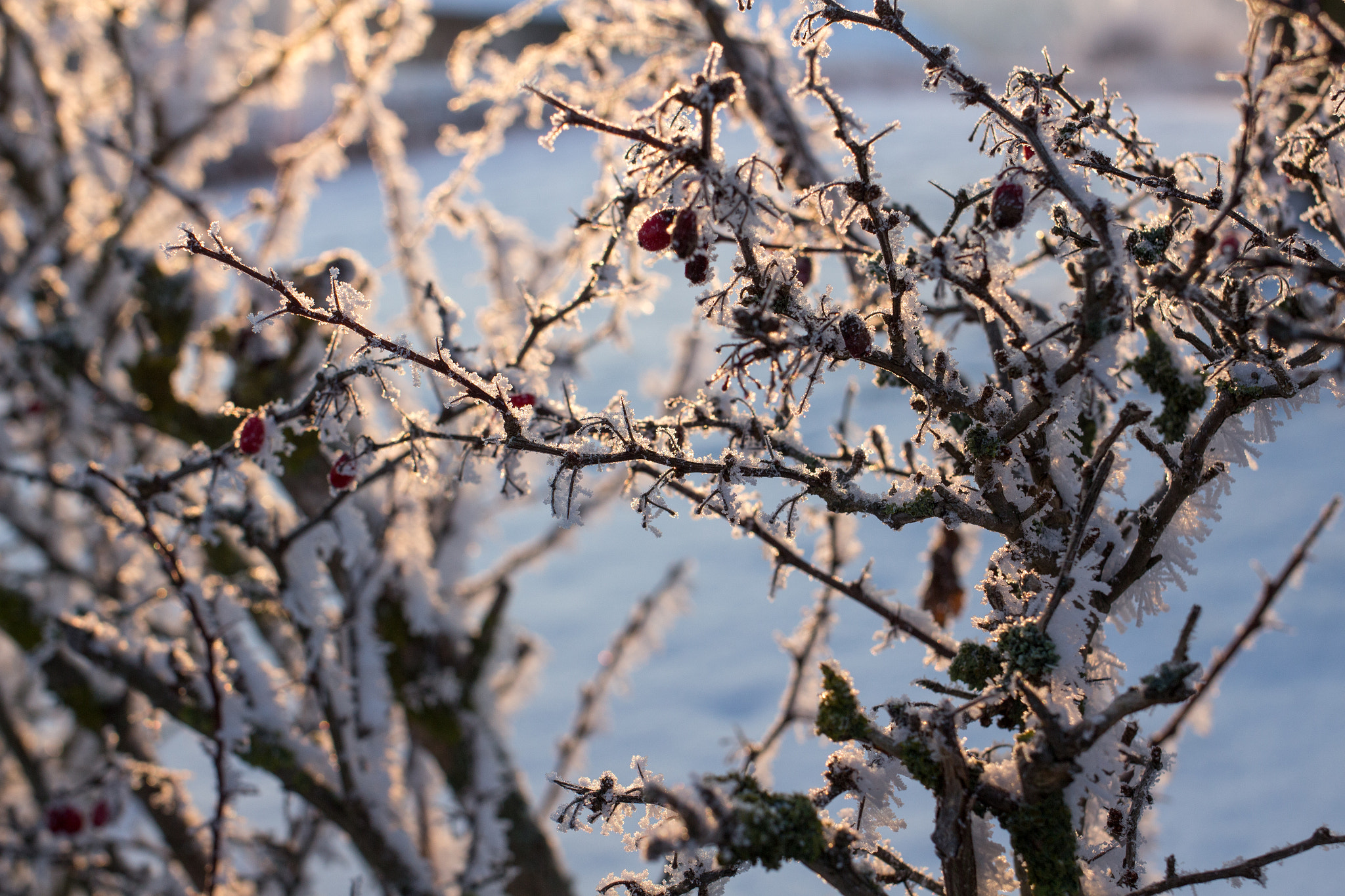 Canon EF 35mm F2 IS USM sample photo. Frosty winter wonderland 16 photography