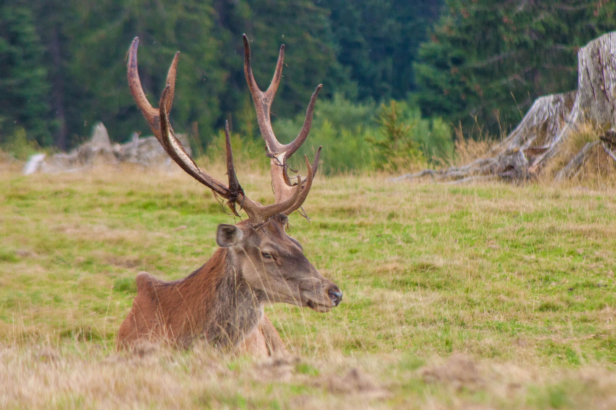 Canon EF 90-300mm F4.5-5.6 sample photo. Gernsbach hochmoor photography