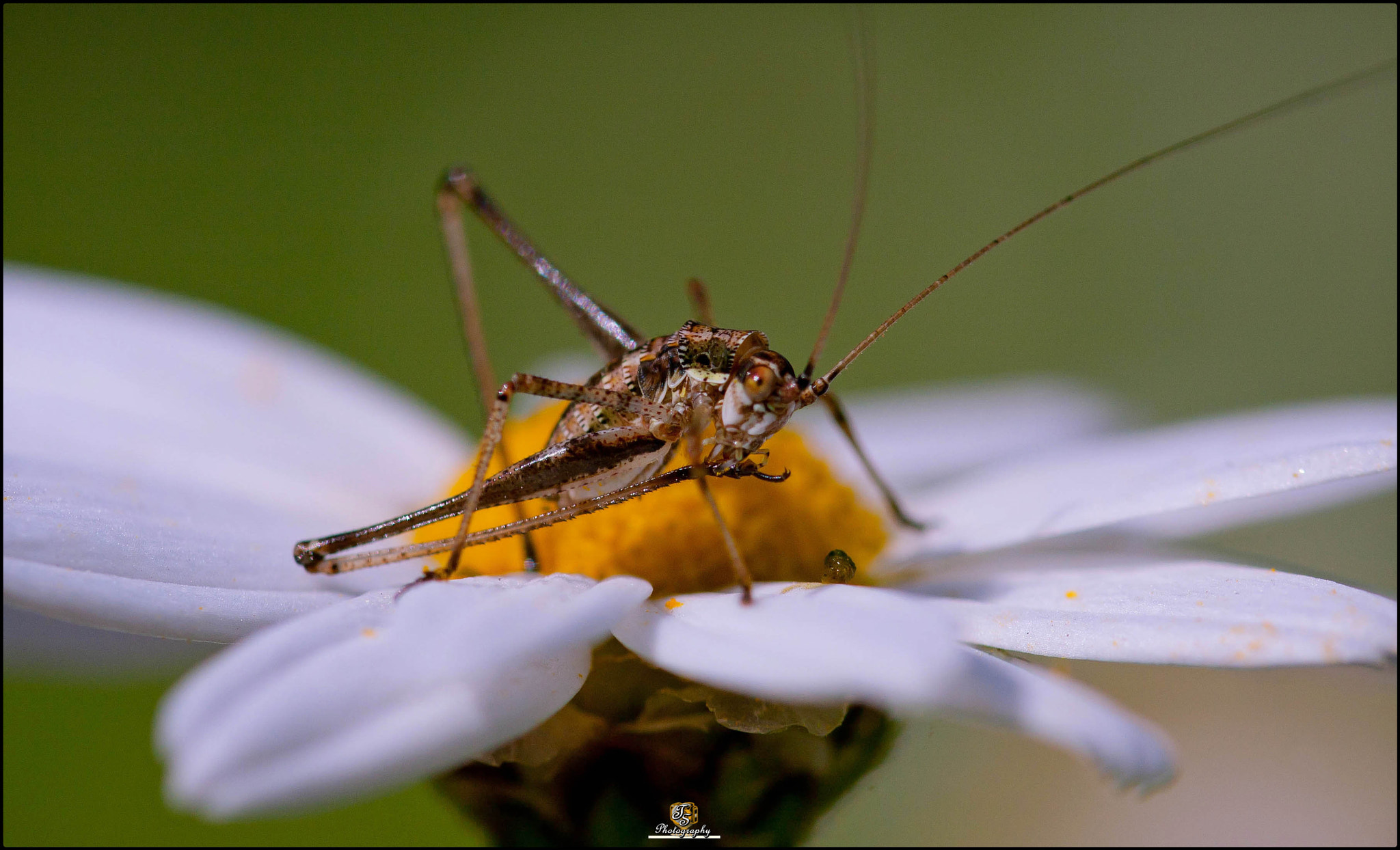 Sigma 105mm F2.8 EX DG OS HSM sample photo. Leptophyes punctatissima (saltamontes punteado) photography