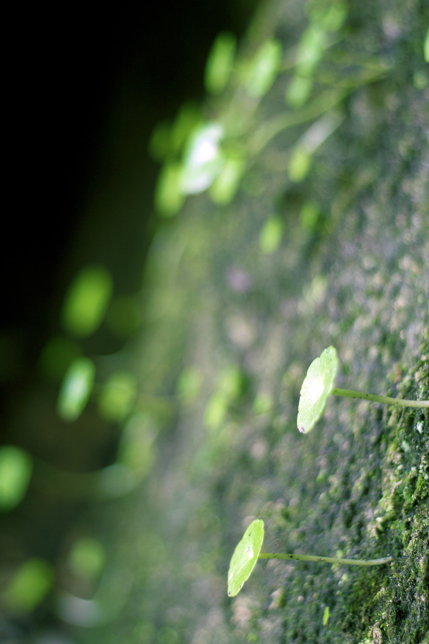 Canon EOS 30D + Canon EF 50mm F1.8 II sample photo. Sintra photography