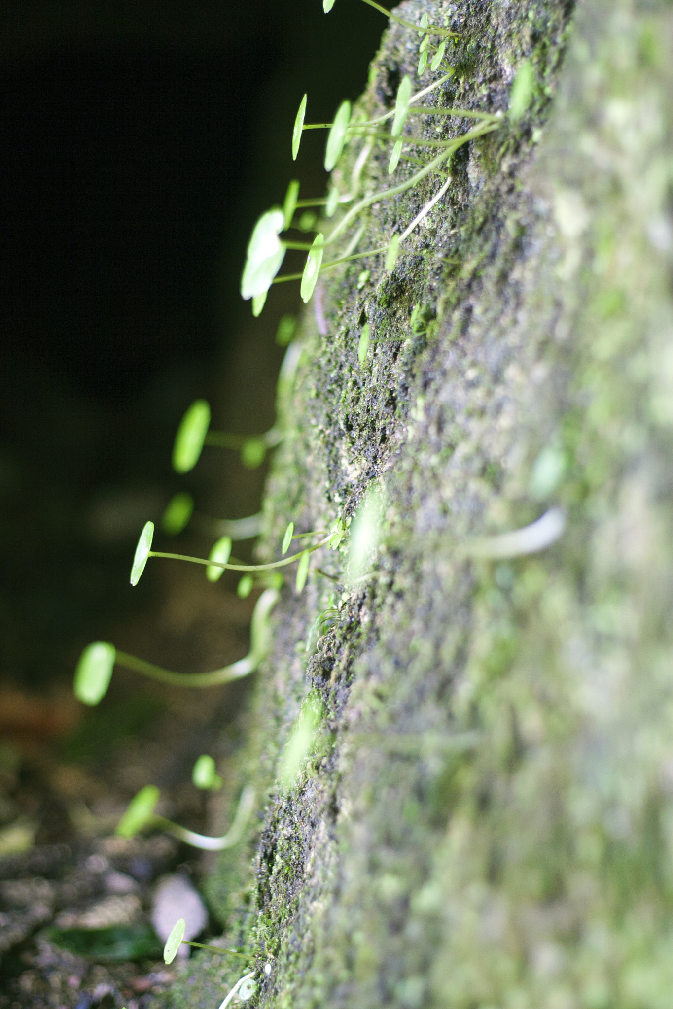 Canon EOS 30D + Canon EF 50mm F1.8 II sample photo. Planta photography