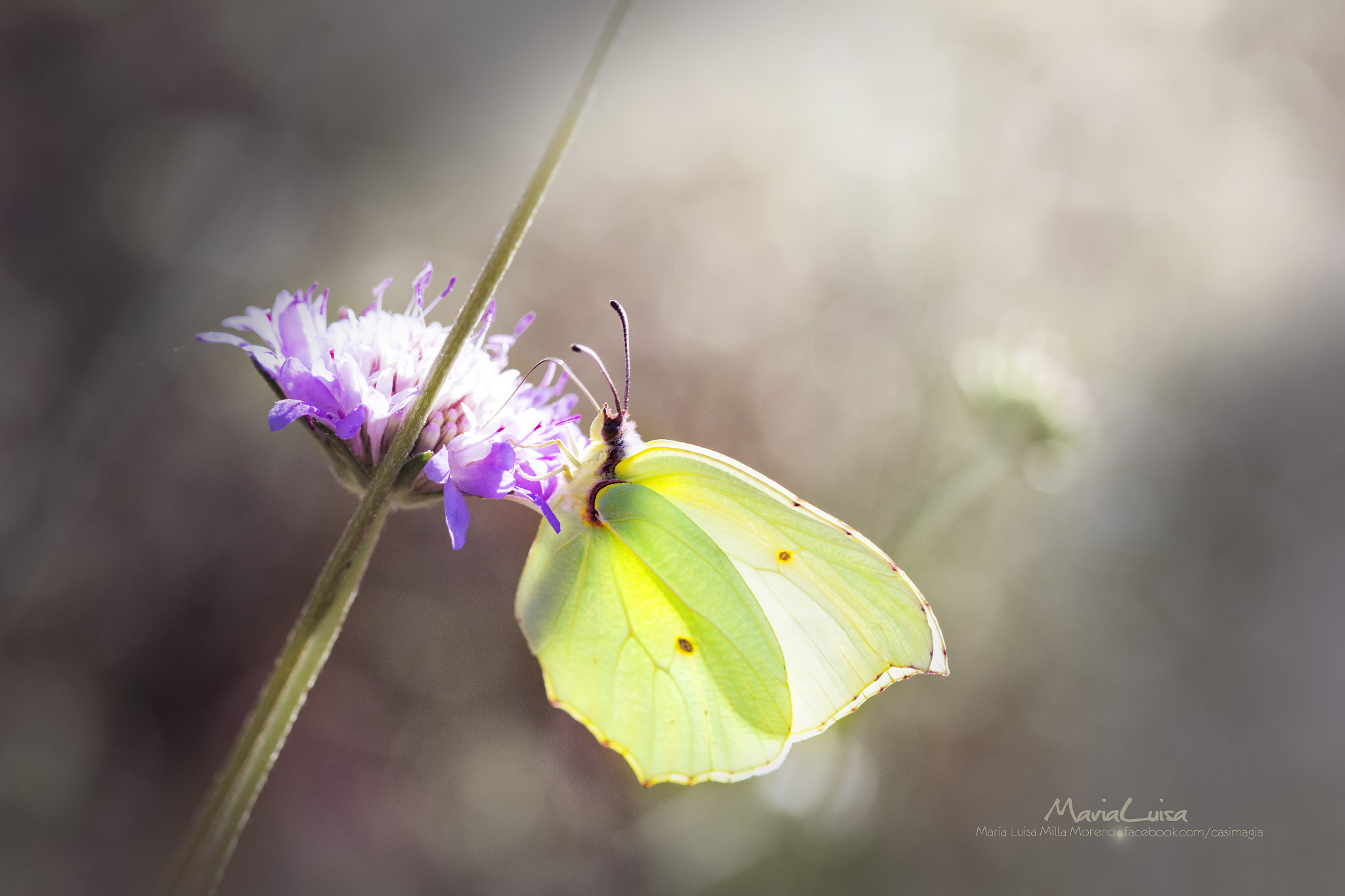 Canon EF 100mm F2.8 Macro USM sample photo. Little lemon photography