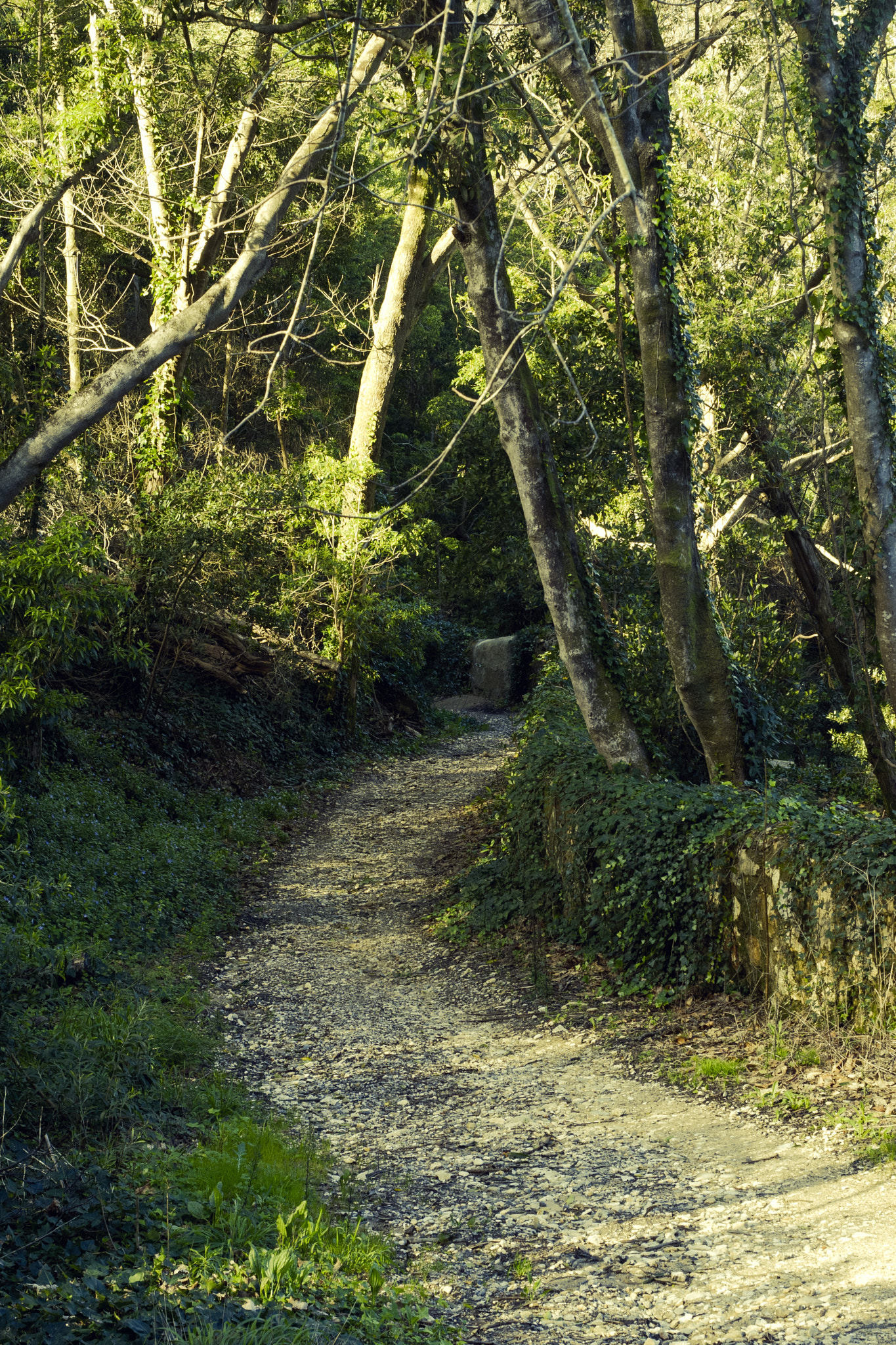 Canon EOS 30D + Canon EF 50mm F1.8 II sample photo. Sintra. photography