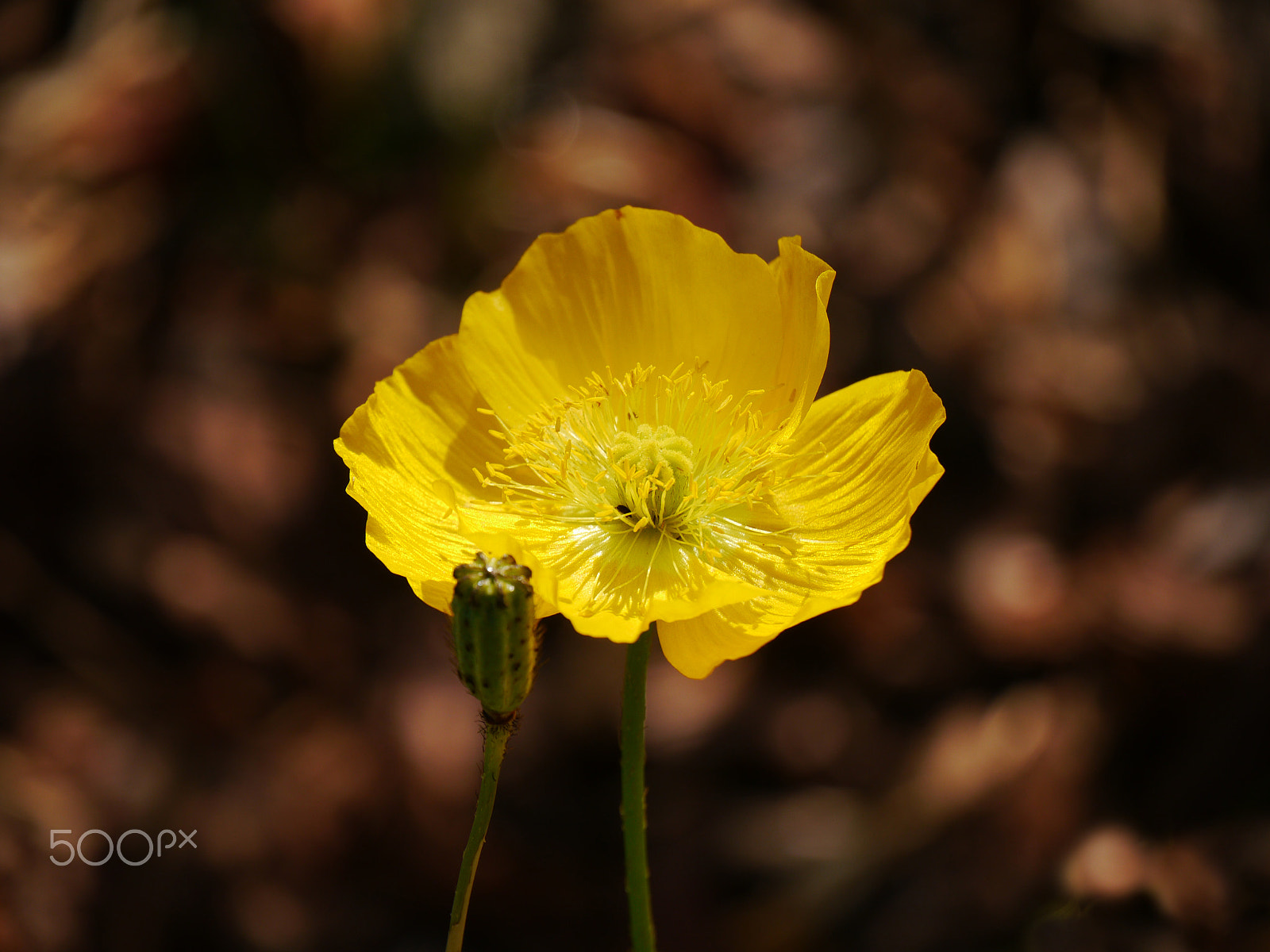 Panasonic Lumix DMC-G5 sample photo. Yellow flower photography