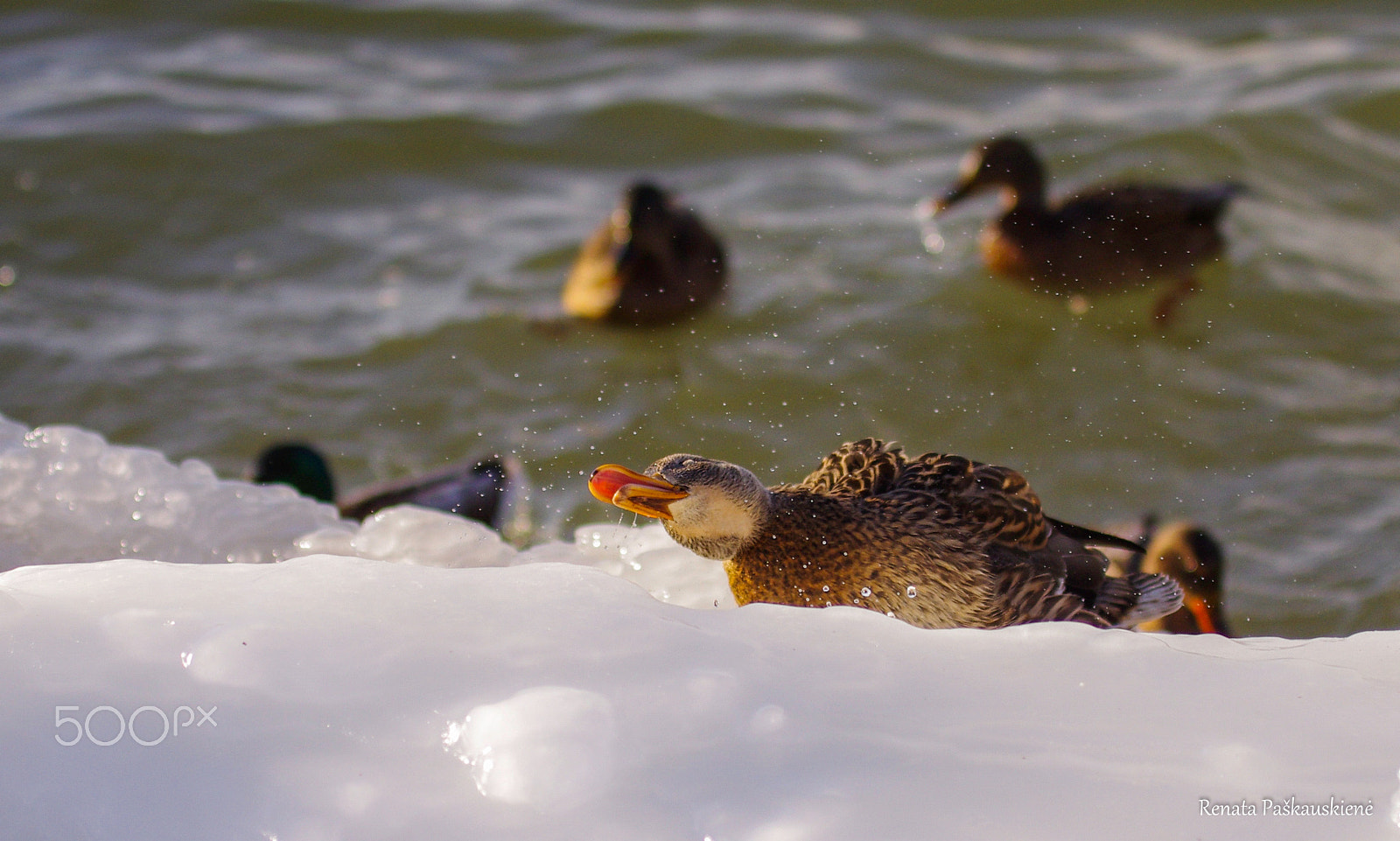 Pentax K-5 sample photo. Duck photography