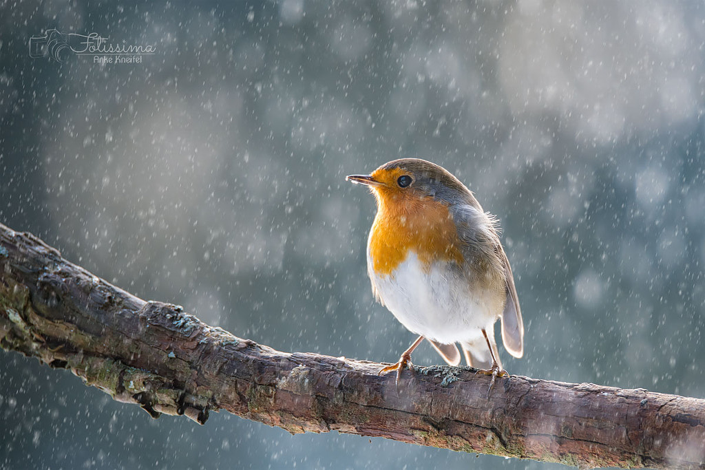 robin in snow by Anke Kneifel on 500px.com