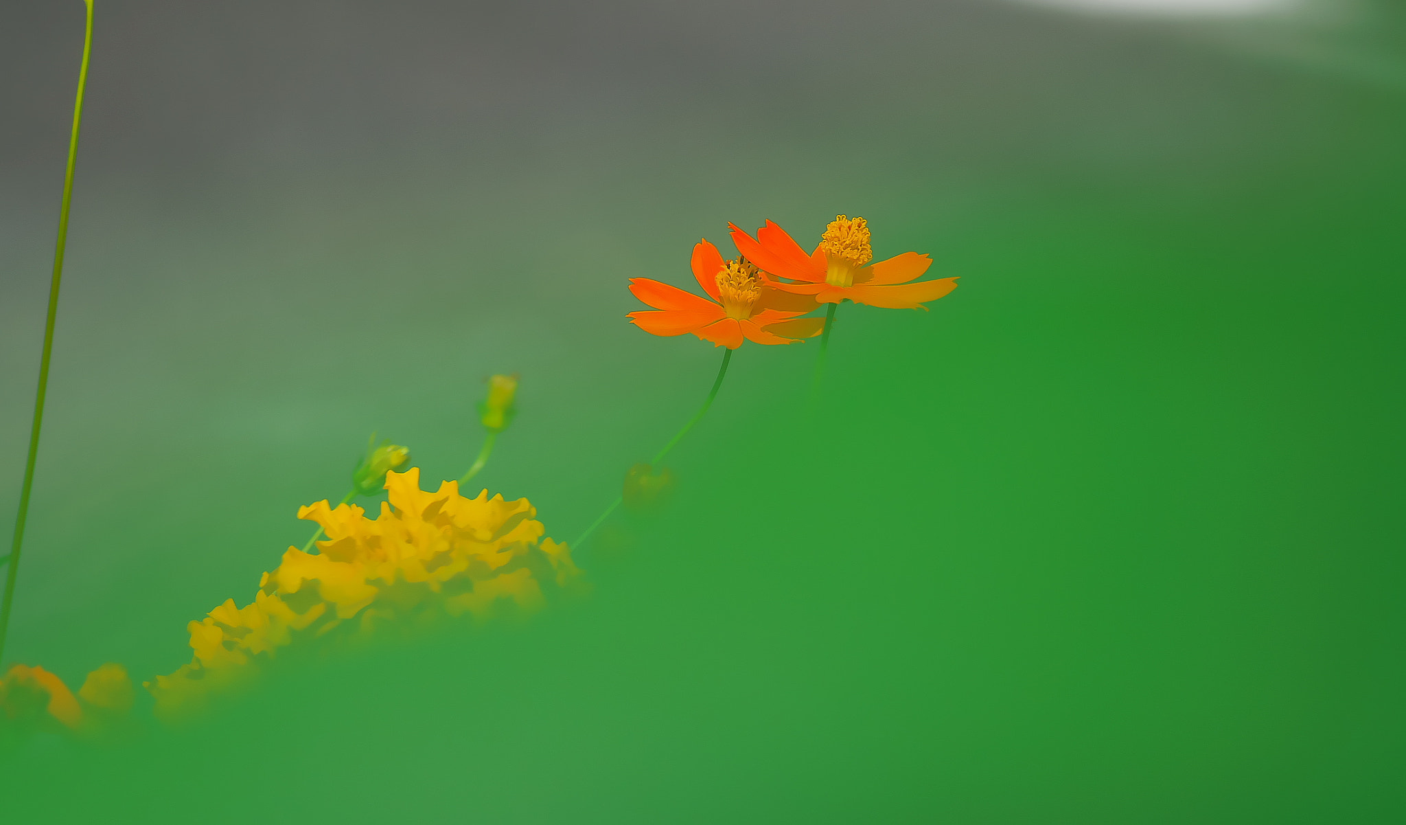 Pentax smc D-FA 100mm F2.8 Macro WR sample photo. Sea green photography