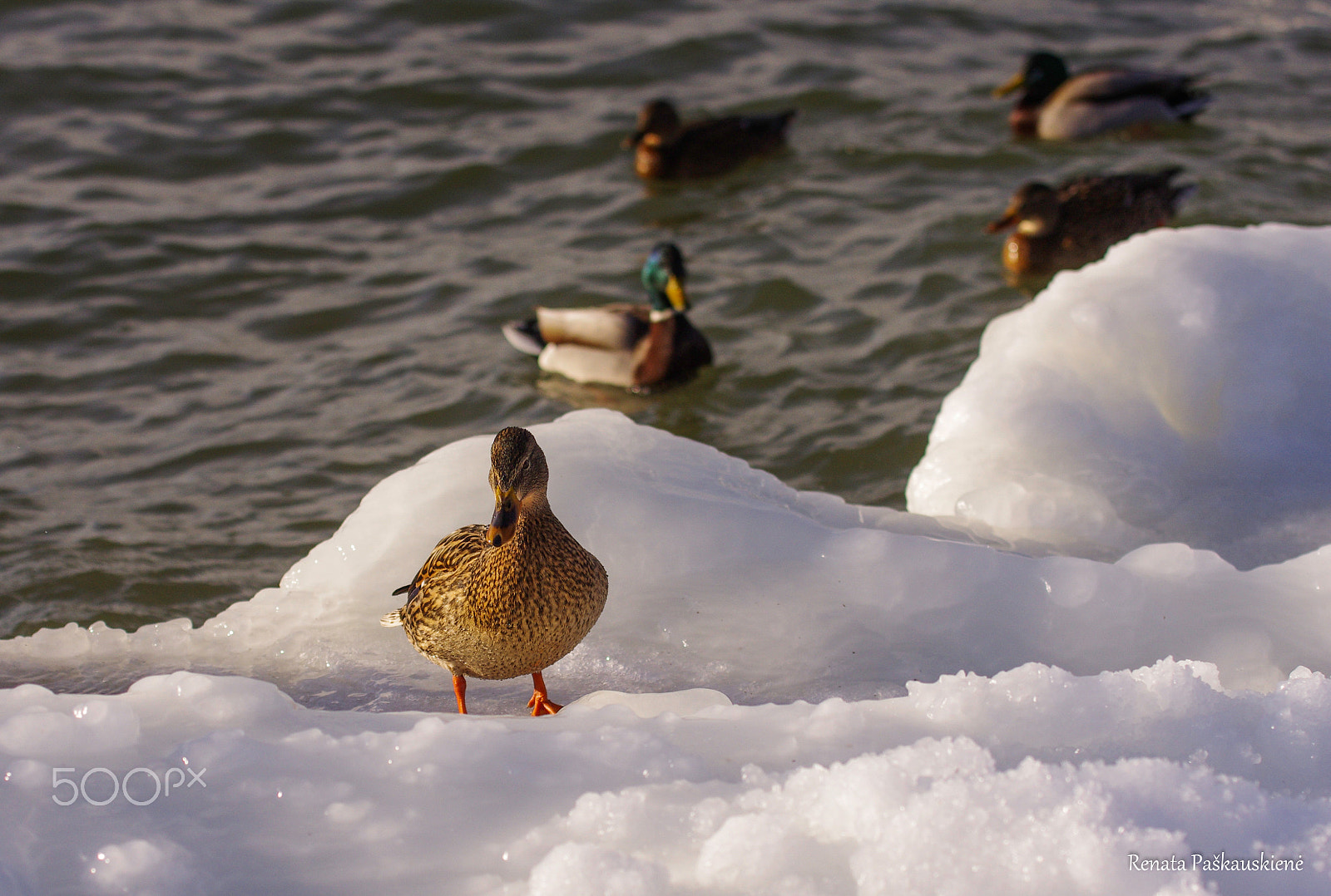 Pentax K-5 sample photo. Duck photography