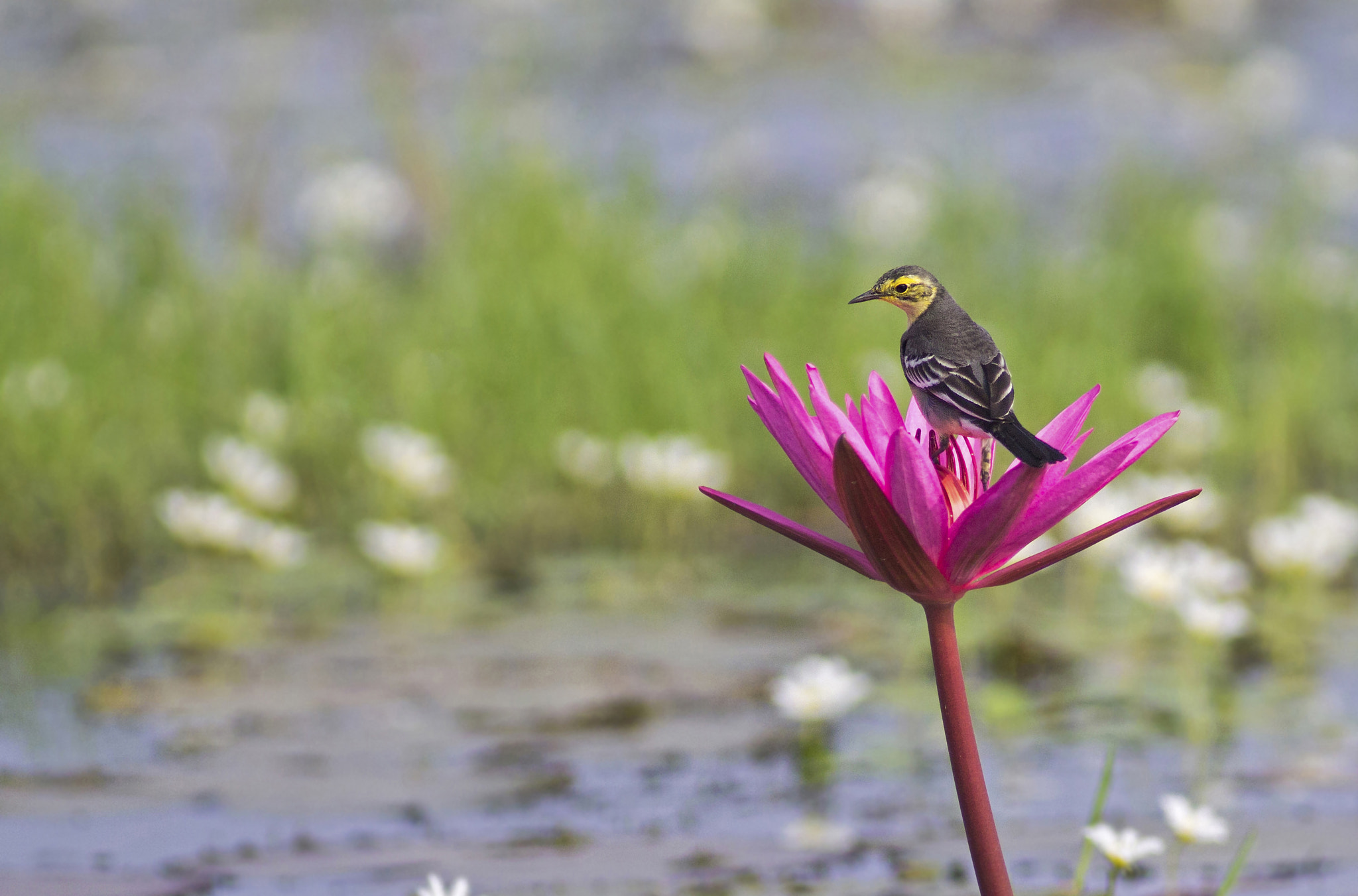 Canon EOS 1100D (EOS Rebel T3 / EOS Kiss X50) + Canon EF 300mm F4L IS USM sample photo. Flowery perch - citrine wagtail photography