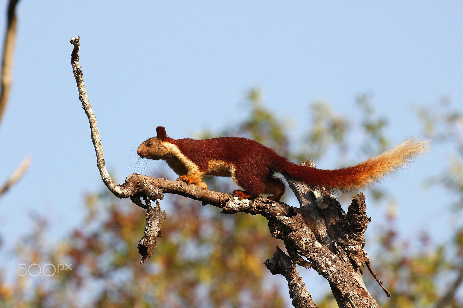 Canon EOS 600D (Rebel EOS T3i / EOS Kiss X5) + Canon EF 100-400mm F4.5-5.6L IS II USM sample photo. Malabar giant squirrel photography