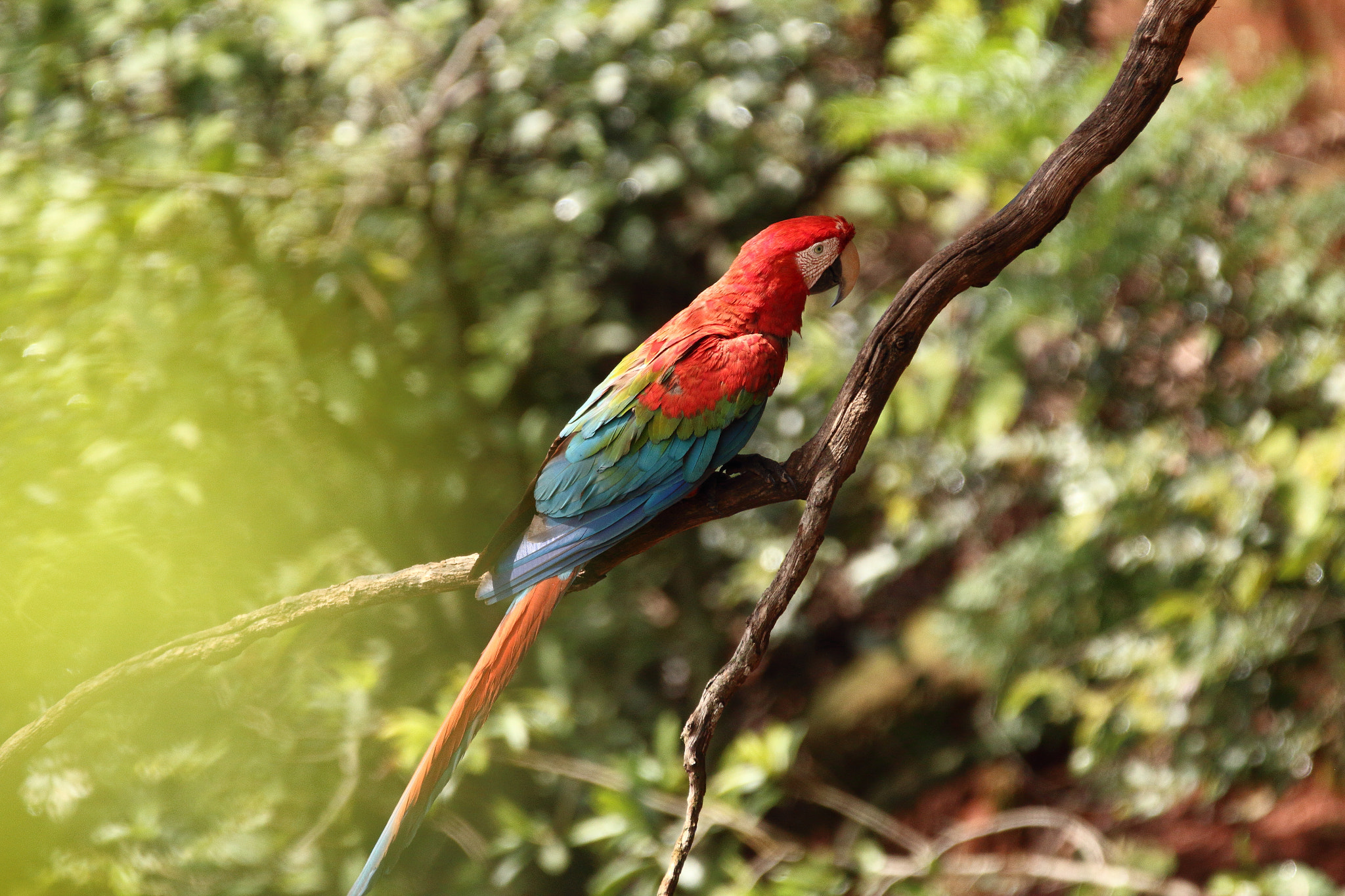 Sigma 150-600mm F5-6.3 DG OS HSM | C sample photo. Araras photography