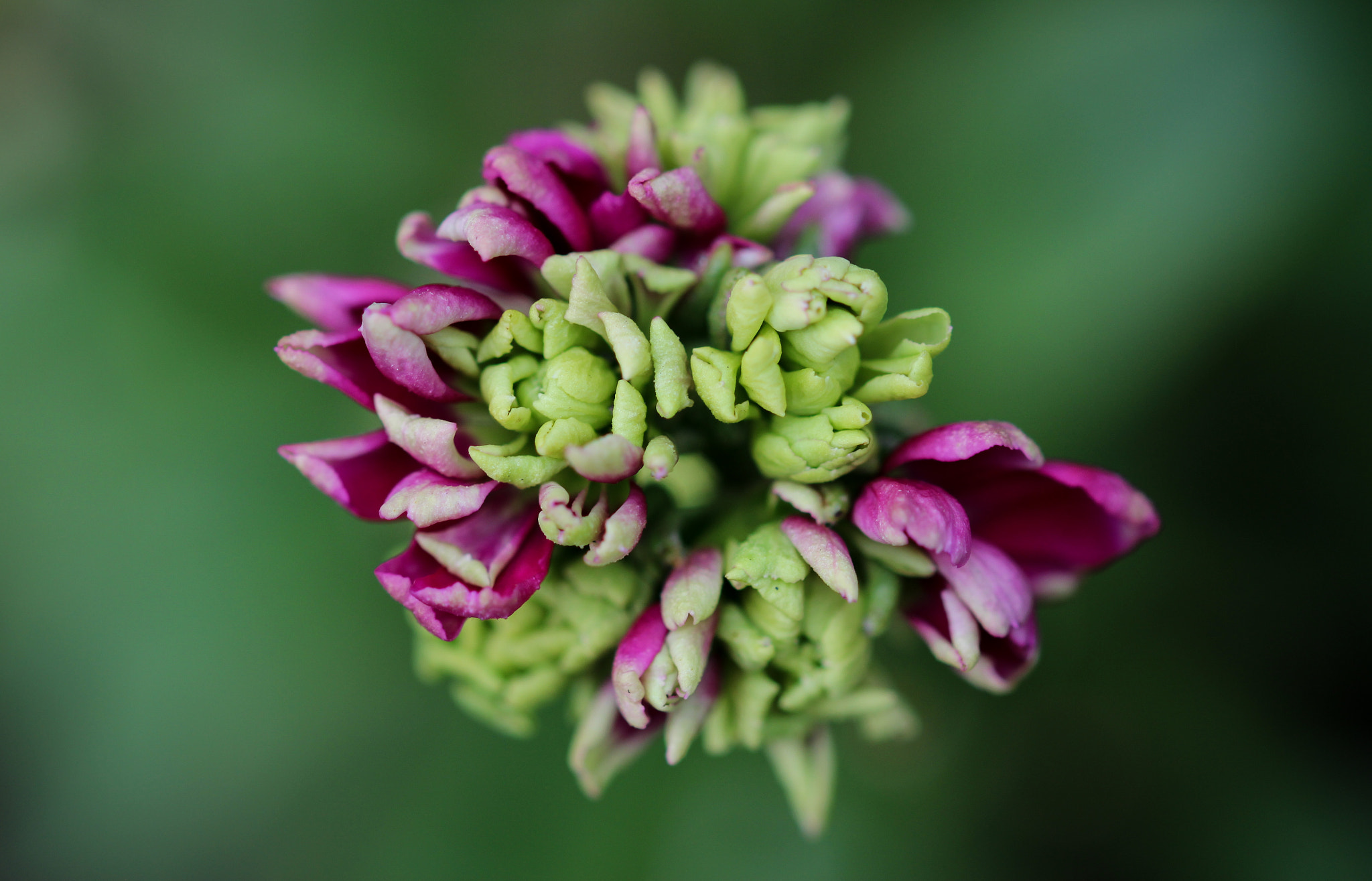 Sigma 105mm F2.8 EX DG OS HSM sample photo. Pixie photography