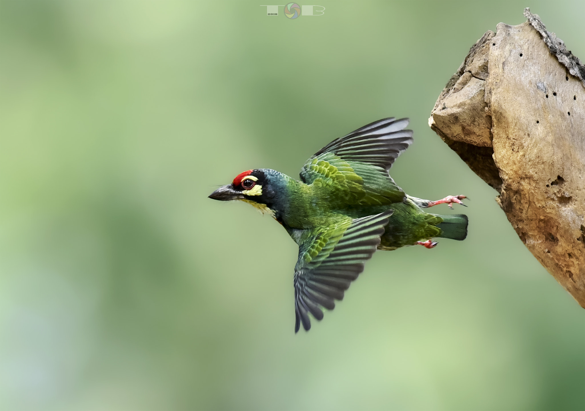 Nikon AF-S Nikkor 600mm F4D ED-IF II sample photo. Five-color bird photography