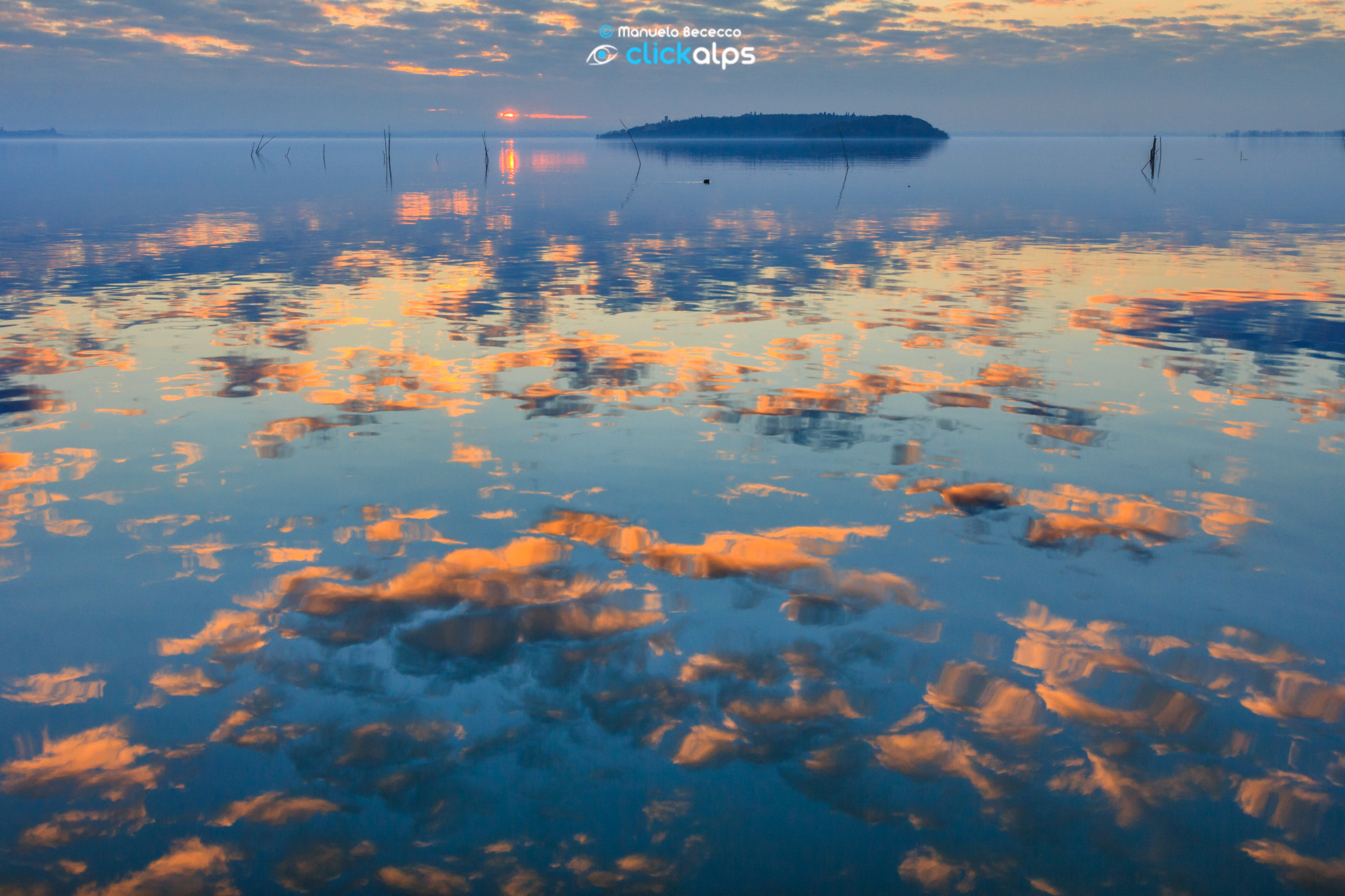 Sigma 24mm F1.4 DG HSM Art sample photo. Jellyfish photography
