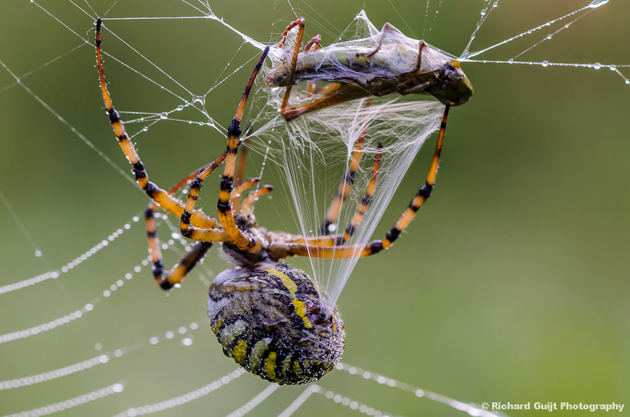 Strings attached